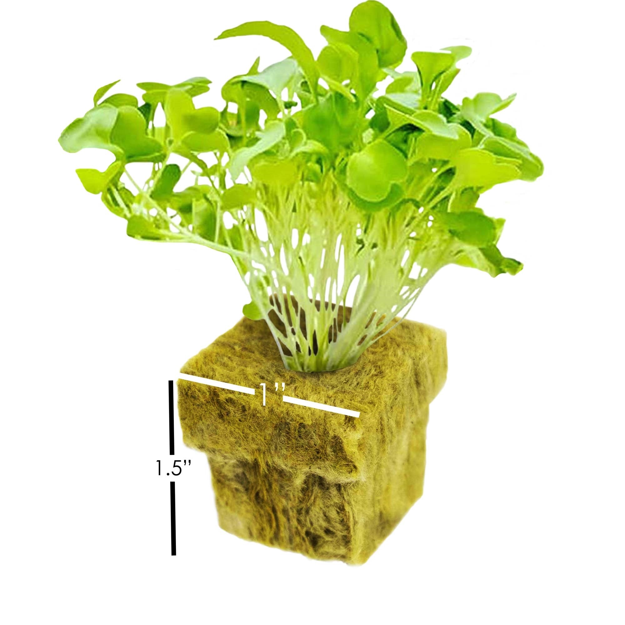 Grodan Rockwool Cubes Sterile Inorganic Growing Medium for Seed Starting & Rooting Cuttings (1.5 Inches) 49 Cubes