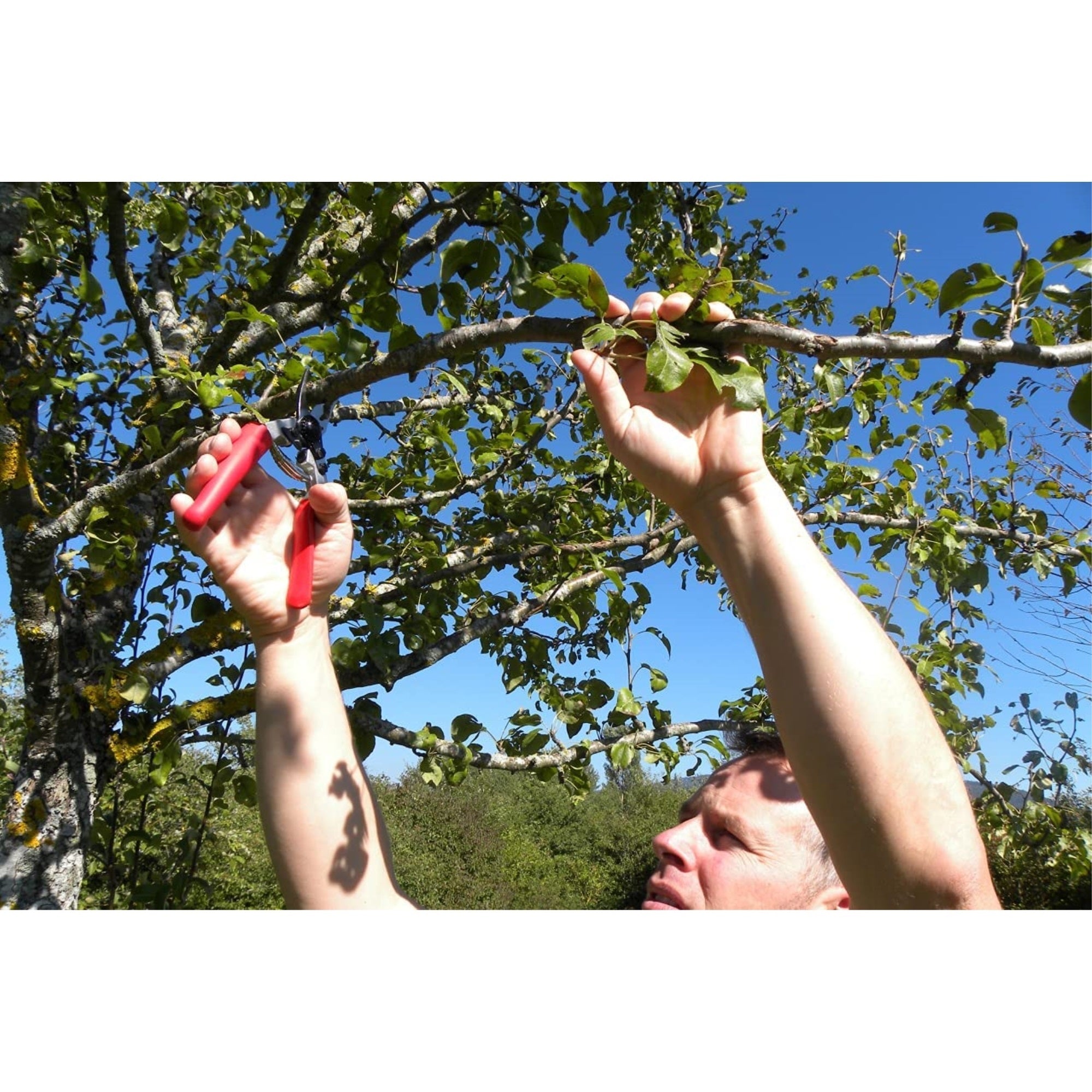 Felco F12 One-handed Ergonomic Compact Steel Blade Pruning Shears, 8"