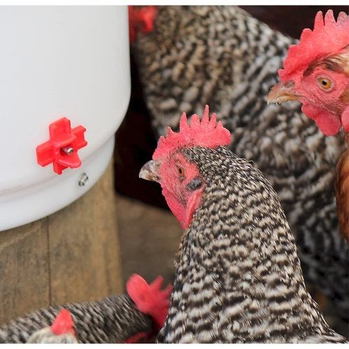 Farm Innovators Heated Poultry Drinker — Side-Mount Nipple, Drip-Free, 2 Gallon