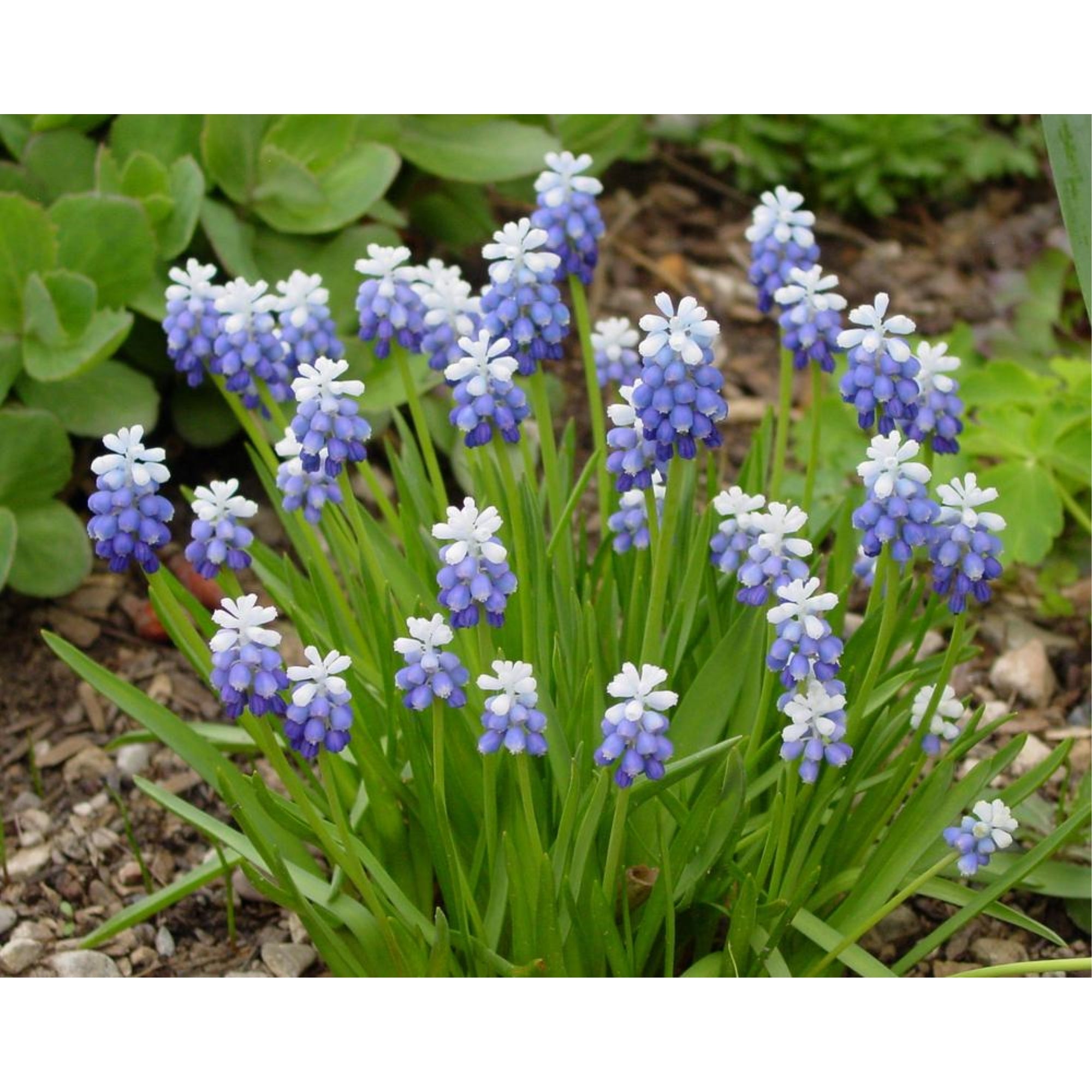 Garden Elements Spring Blooming Bulbs – Muscari Mount Hood (Grape Hyacinth) Blue – 10 Pack