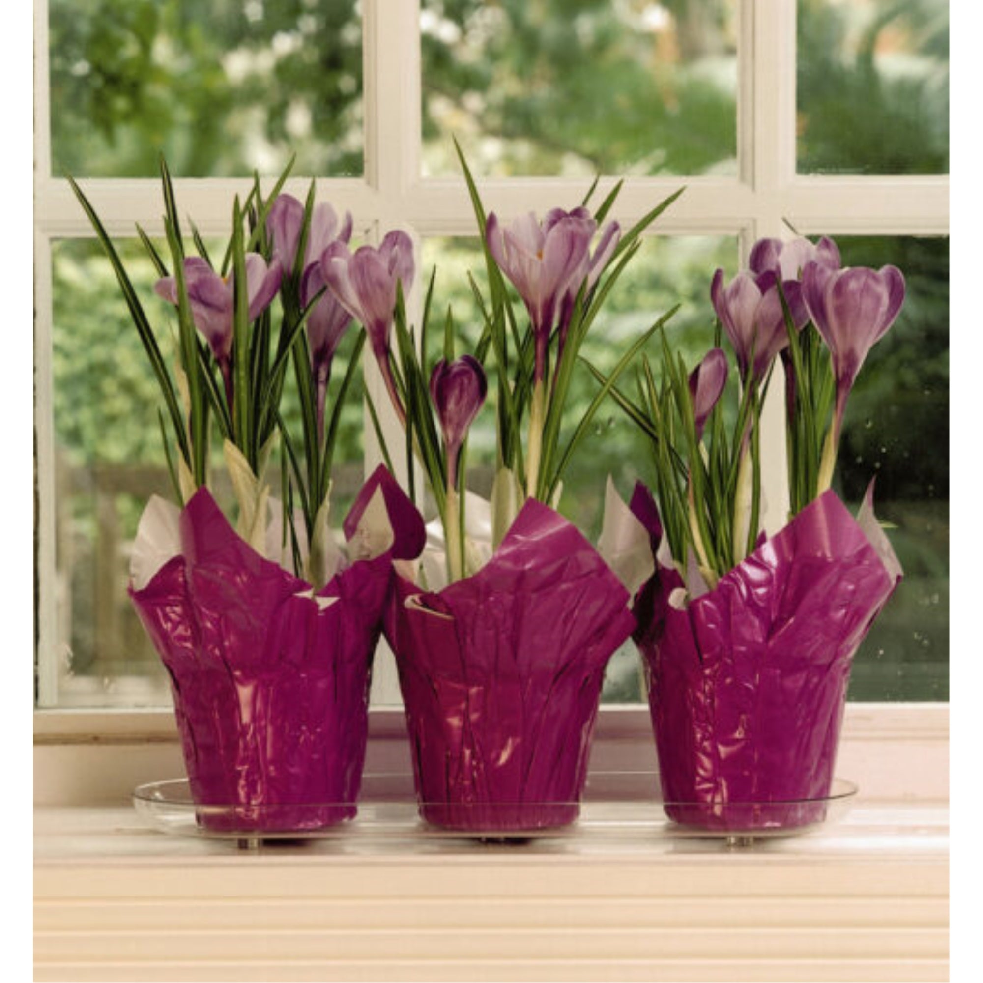 Plastec Plant Pak Oval Plastic Saucer, Clear, 12in L x 6in W