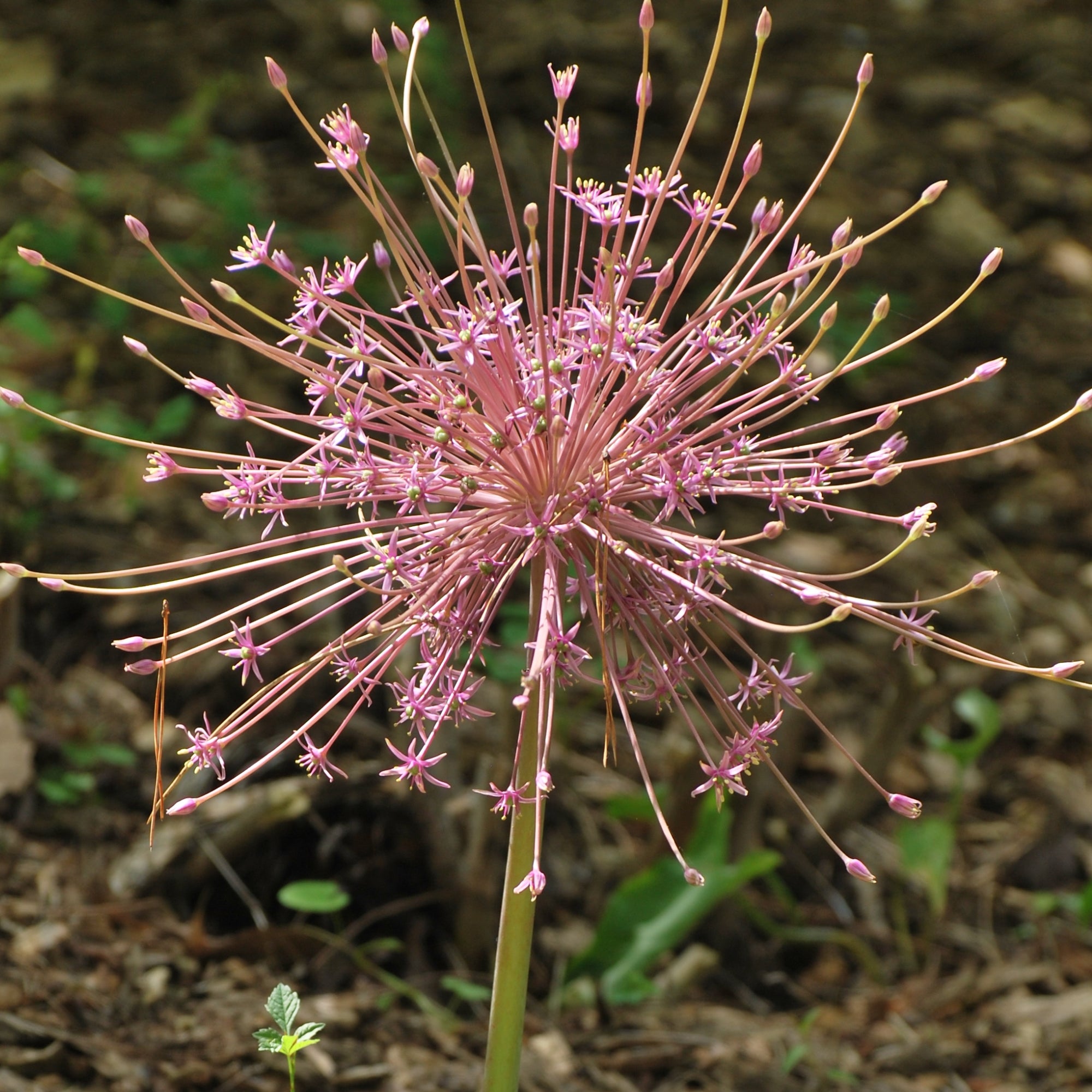 Garden Elements Spring Blooming Bulbs – Allium Schubertii, Pink – 5 Pack