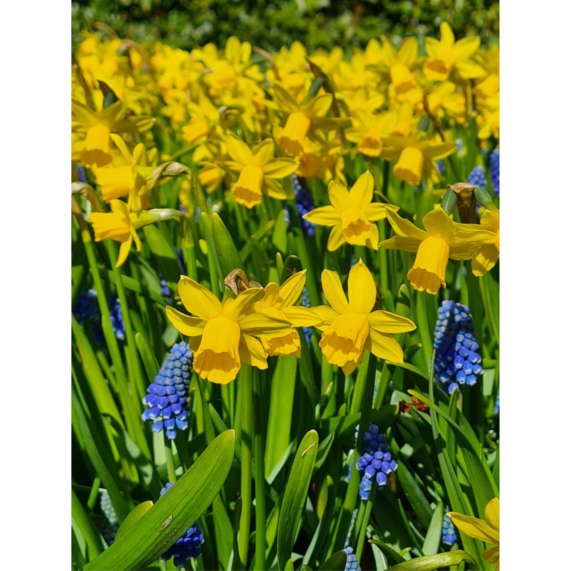 Garden Elements Spring Blooming Bulbs – Daffodil Tete a Tete, Yellow – 10 Pack