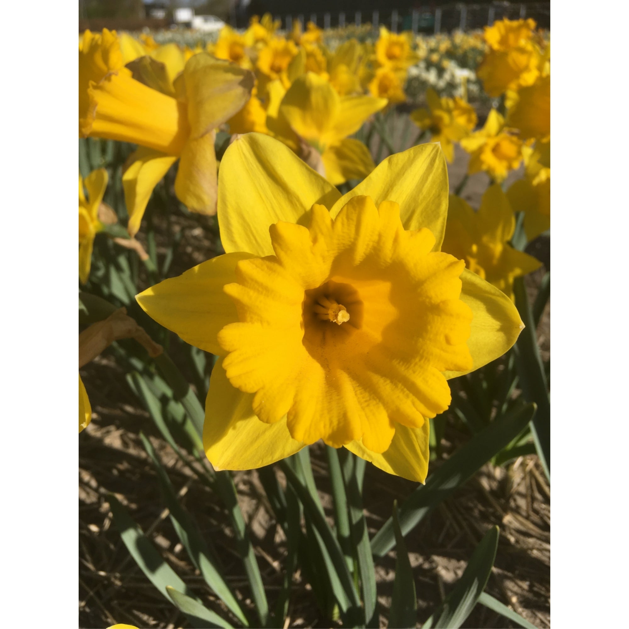 Garden Elements Spring Blooming Bulbs – Daffodil Marieke, Yellow – 5 Pack