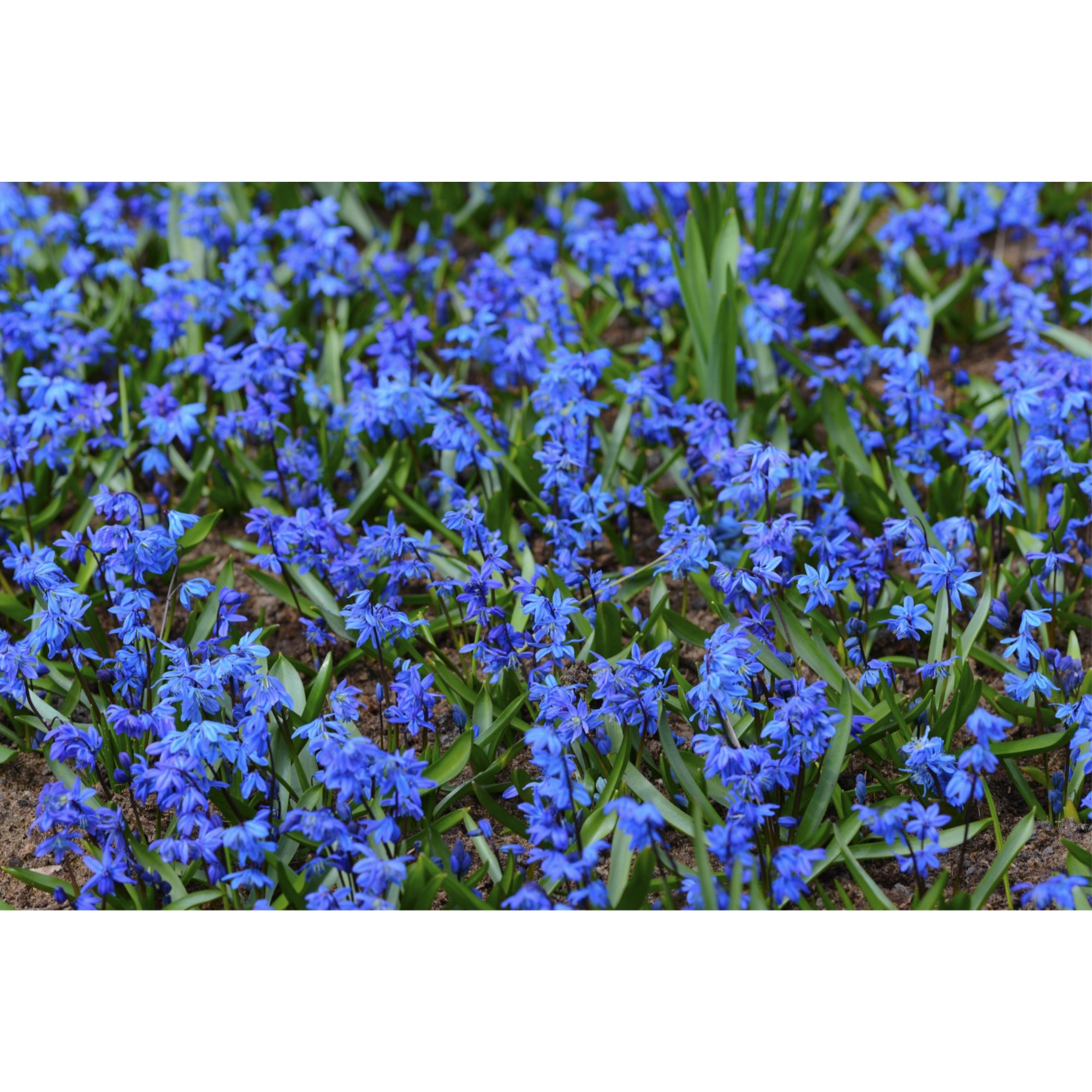 Garden Elements Spring Blooming Bulbs – Scilla Siberica (Siberian Squill) Blue – 10 Pack