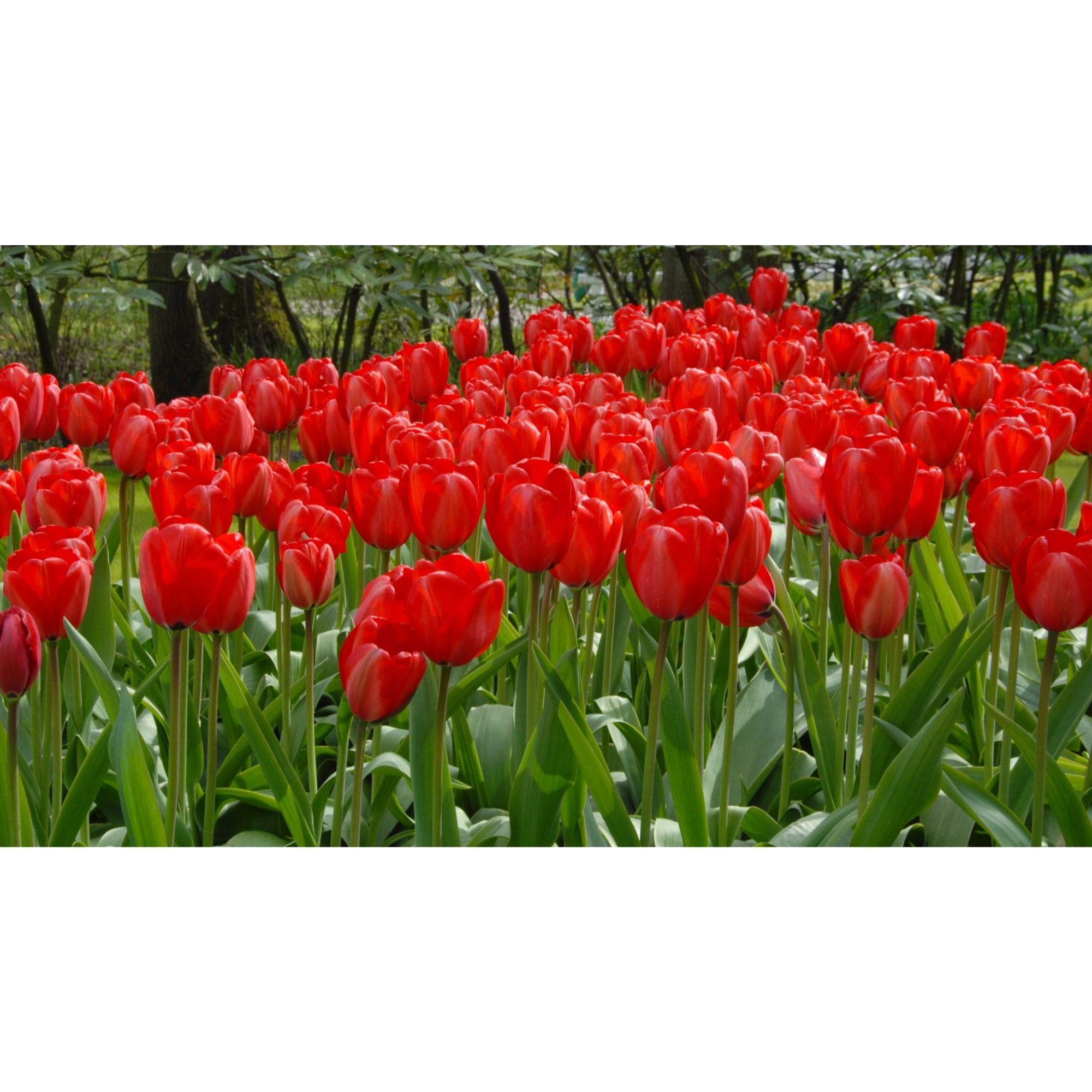 Garden Elements Spring Blooming Bulbs – Darwin Tulip, Red Impression – 50 Pack