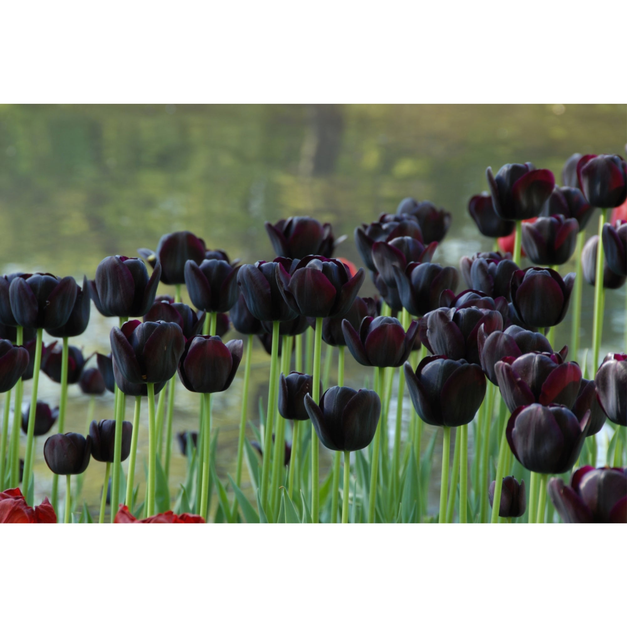 Garden Elements Spring Blooming Bulbs – Tulip Queen of Night Single Late – 10 Pack