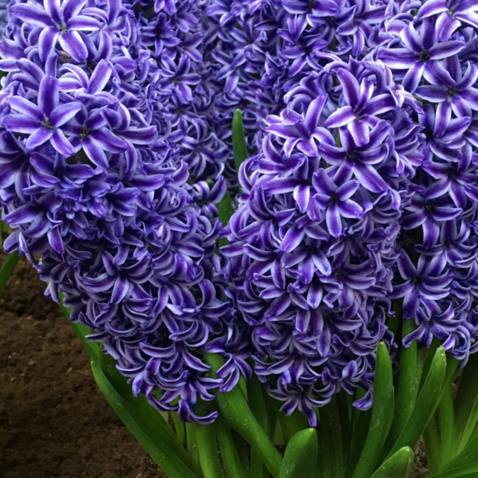 Garden Elements Spring Blooming Bulbs – Hyacinth, Blue Jacket – 5 Pack