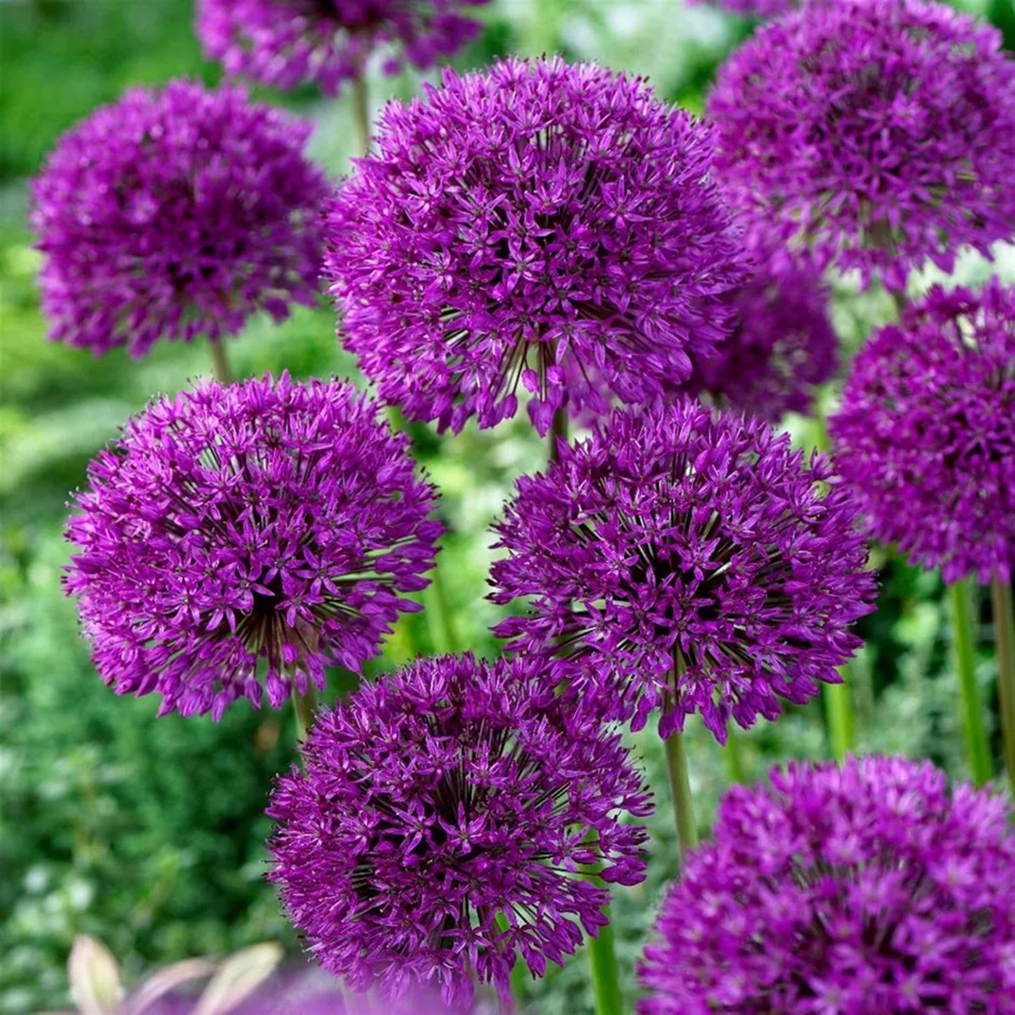 Garden Elements Spring Blooming Bulbs – Allium, Purple Sensation – 10 Pack