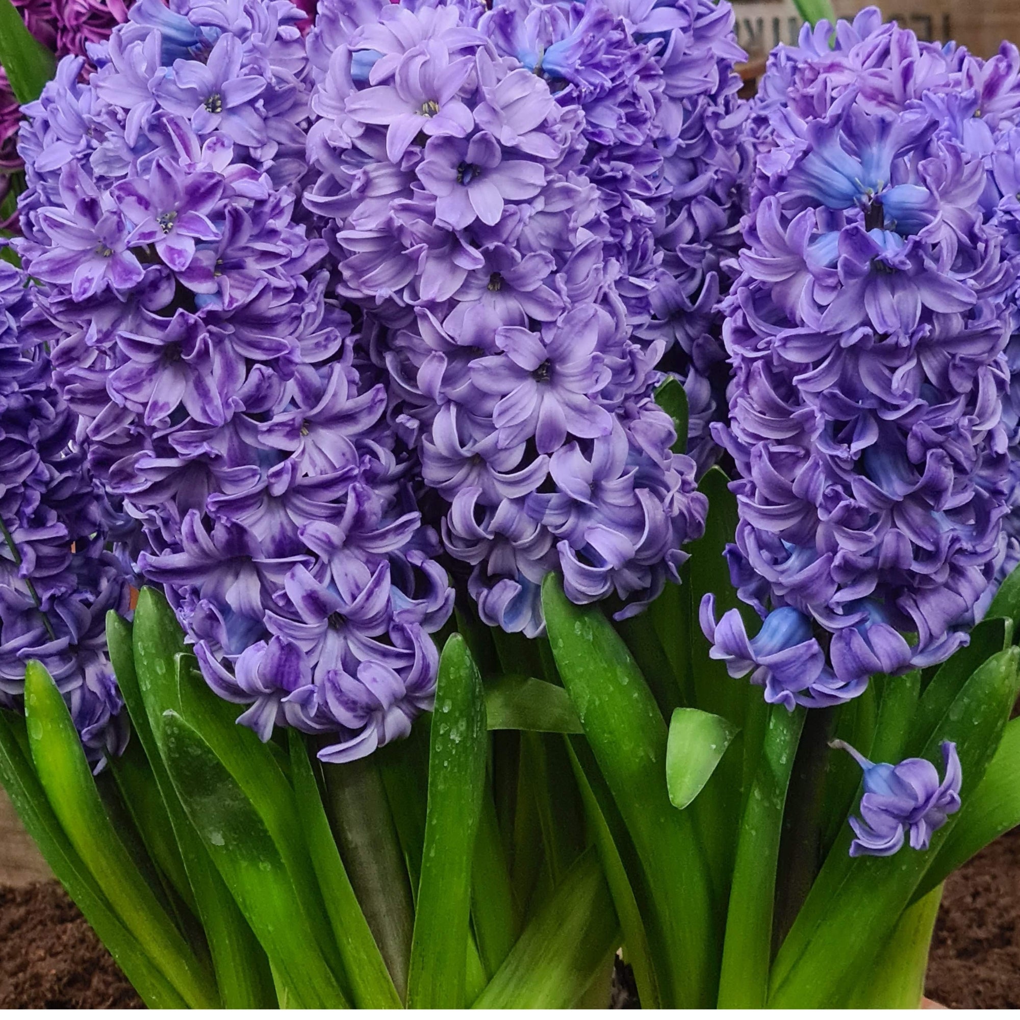 Garden Elements Spring Blooming Bulbs – Hyacinth, Delft Blue – 5 Pack