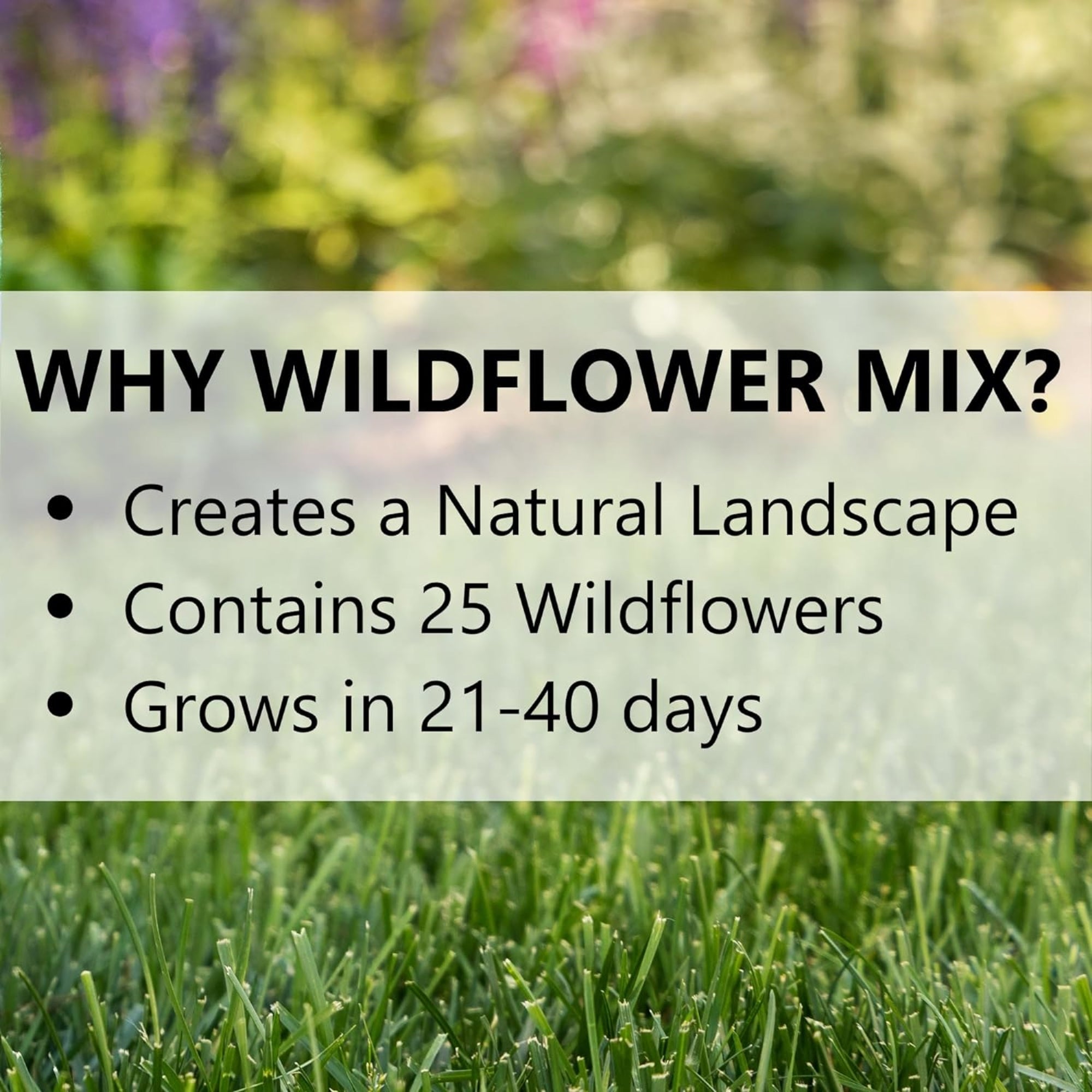 Jonathan Green Wildflower & Meadow Grass Mix – Vibrant Wildflower Seeds, Reseeding Perennials, Low Maintenance, 1 lb (Covers 1,000 Sq Ft)