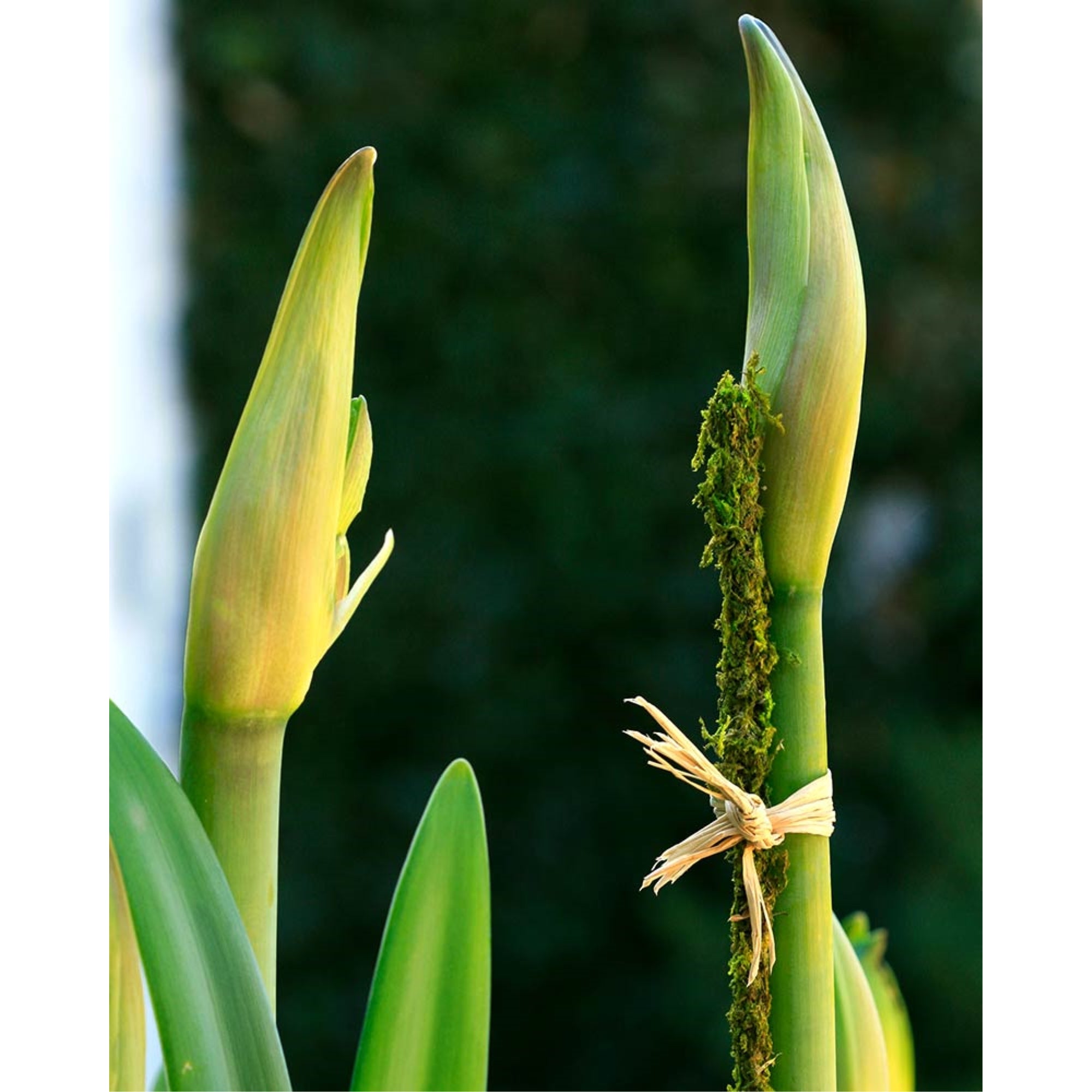 SuperMoss Natural Moss Plant Stakes – Garden Stakes, Fresh Green, 24" (Pack of 6)
