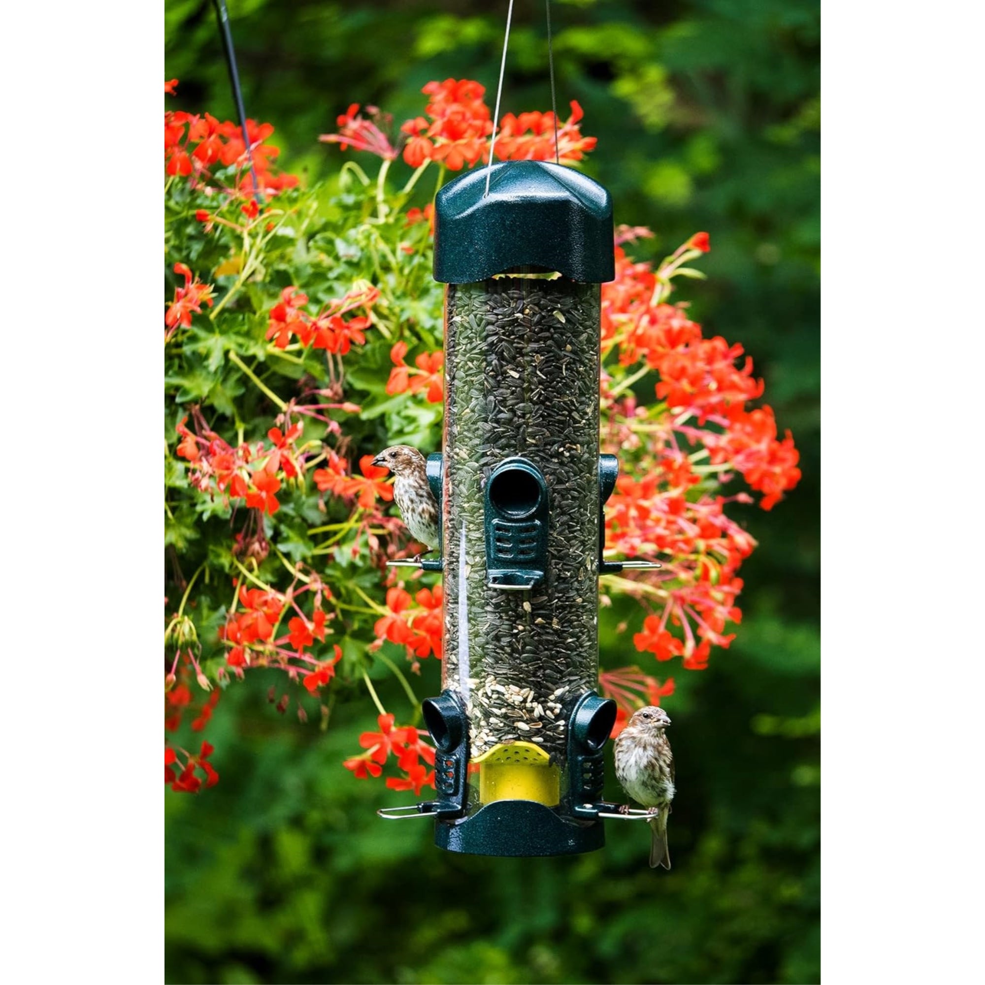 Brome Mega Bird Feeder – Large Capacity Tube Feeder for Wild Birds, 4lb Capacity