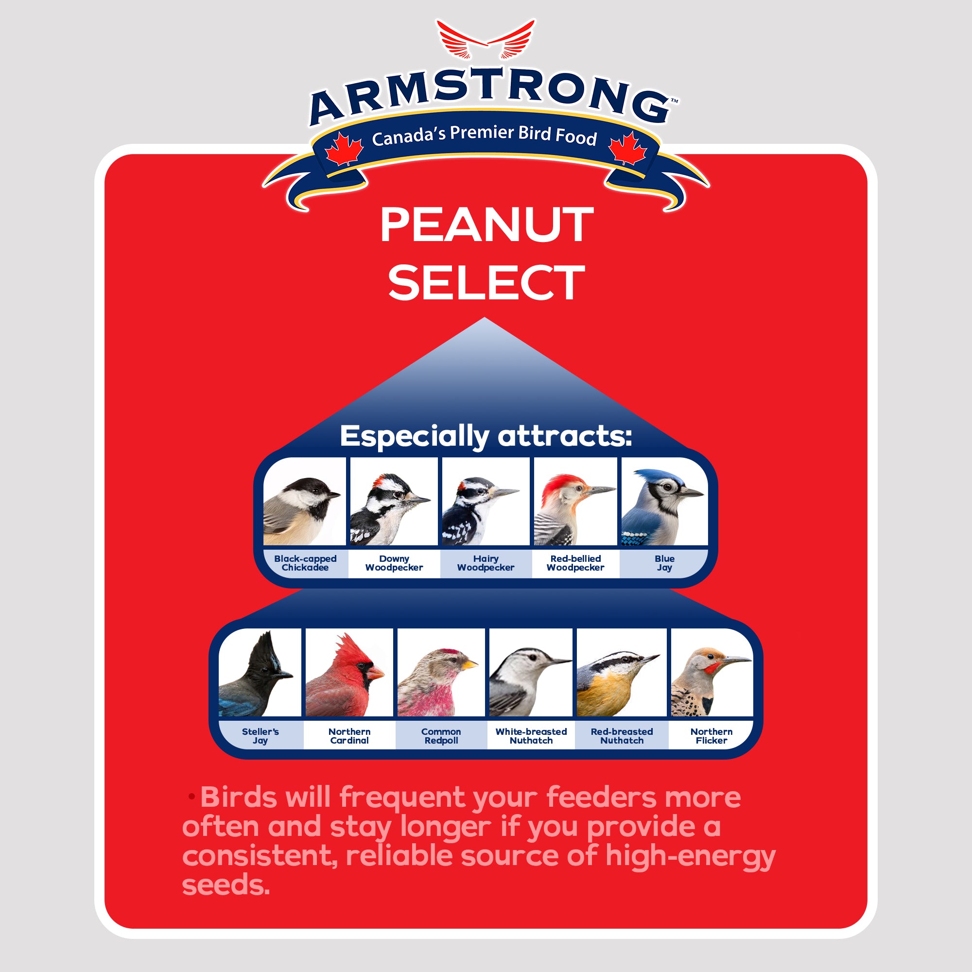 Armstrong Wild Bird Food Peanut Select Suet Cake, 33.9oz (Pack of 3)