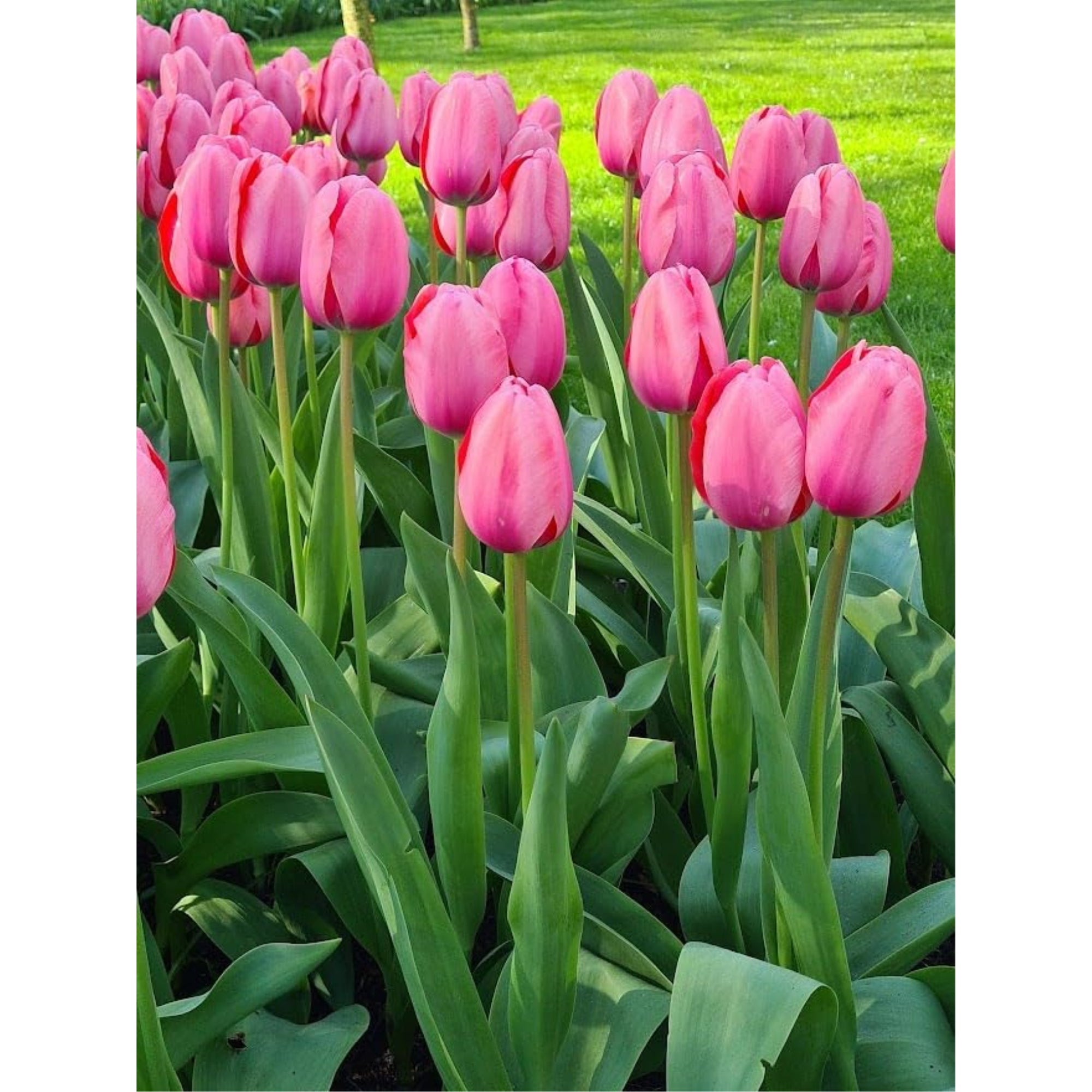 Garden Elements Spring Blooming Bulbs – Darwin Tulip, Pink – 50 Pack