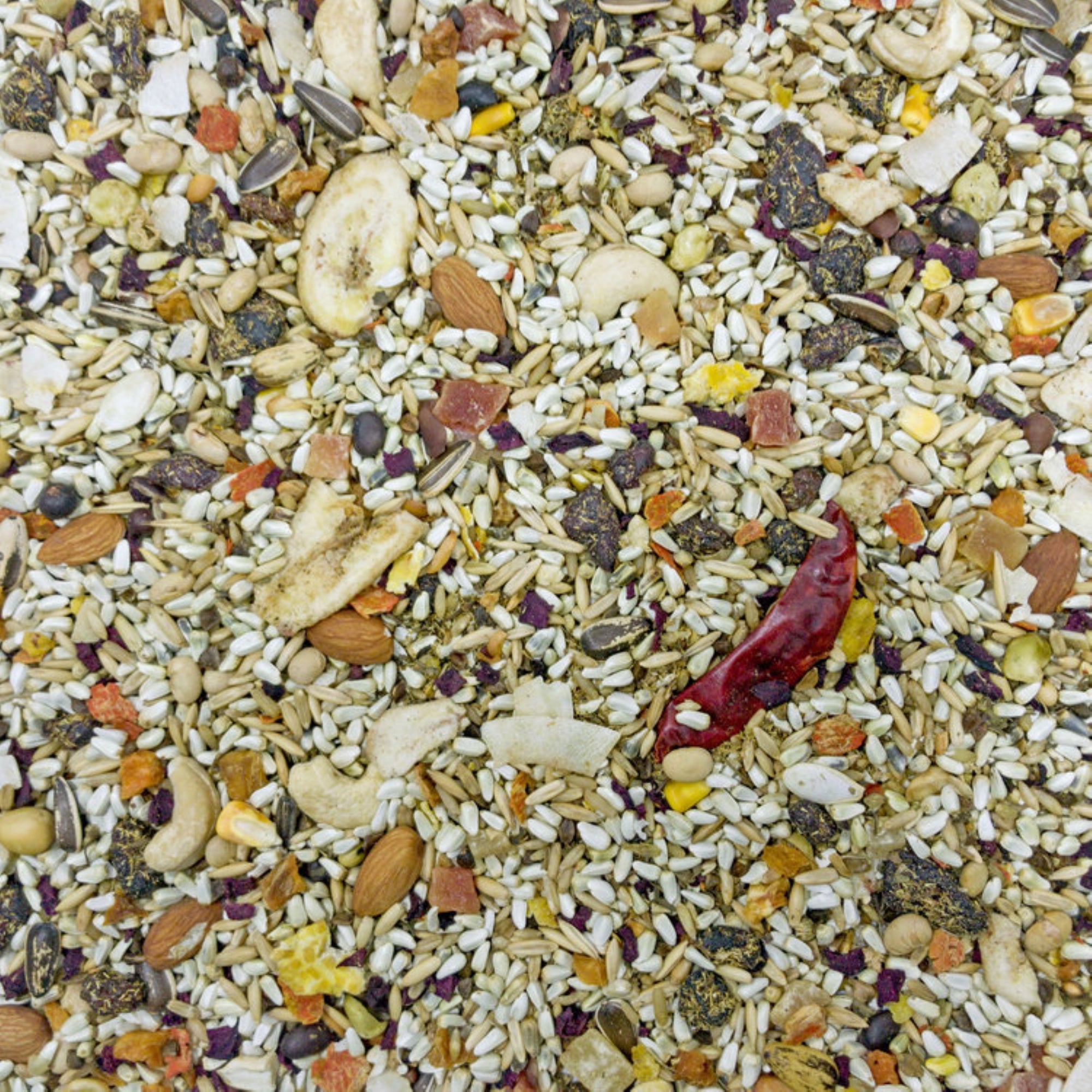 Higgins Mayan Harvest Tikal Bird Seed Blend, 3lbs
