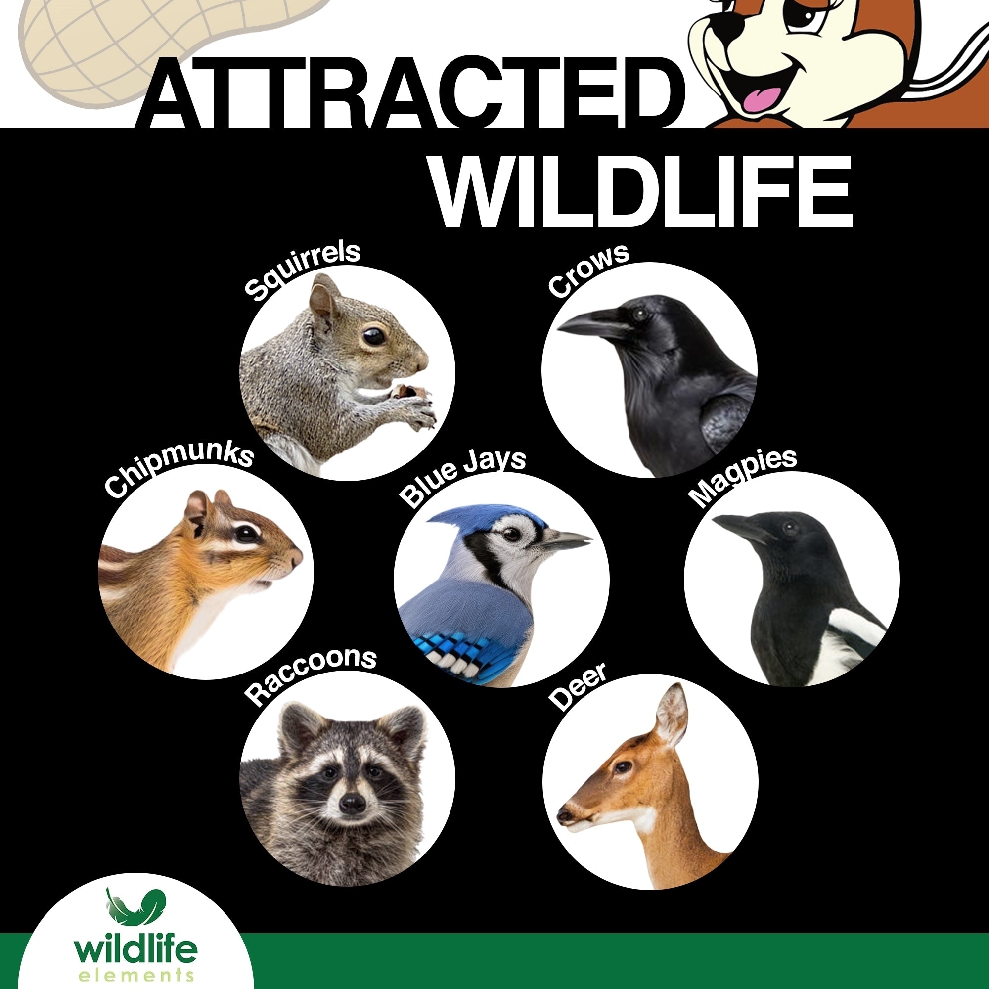 Wildlife Elements Peanut Party Unprocessed, Raw In-Shell Peanuts Wildlife Animal Food - Rich in Protein, Healthy Fats, and Essential Nutrients for Birds, Squirrels, and Waterfowl, 10lb