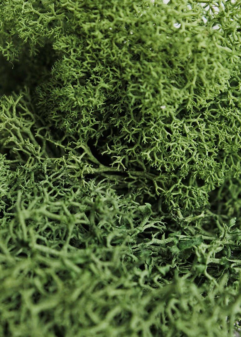 SuperMoss Preserved Reindeer Moss, Forest Green, 2oz