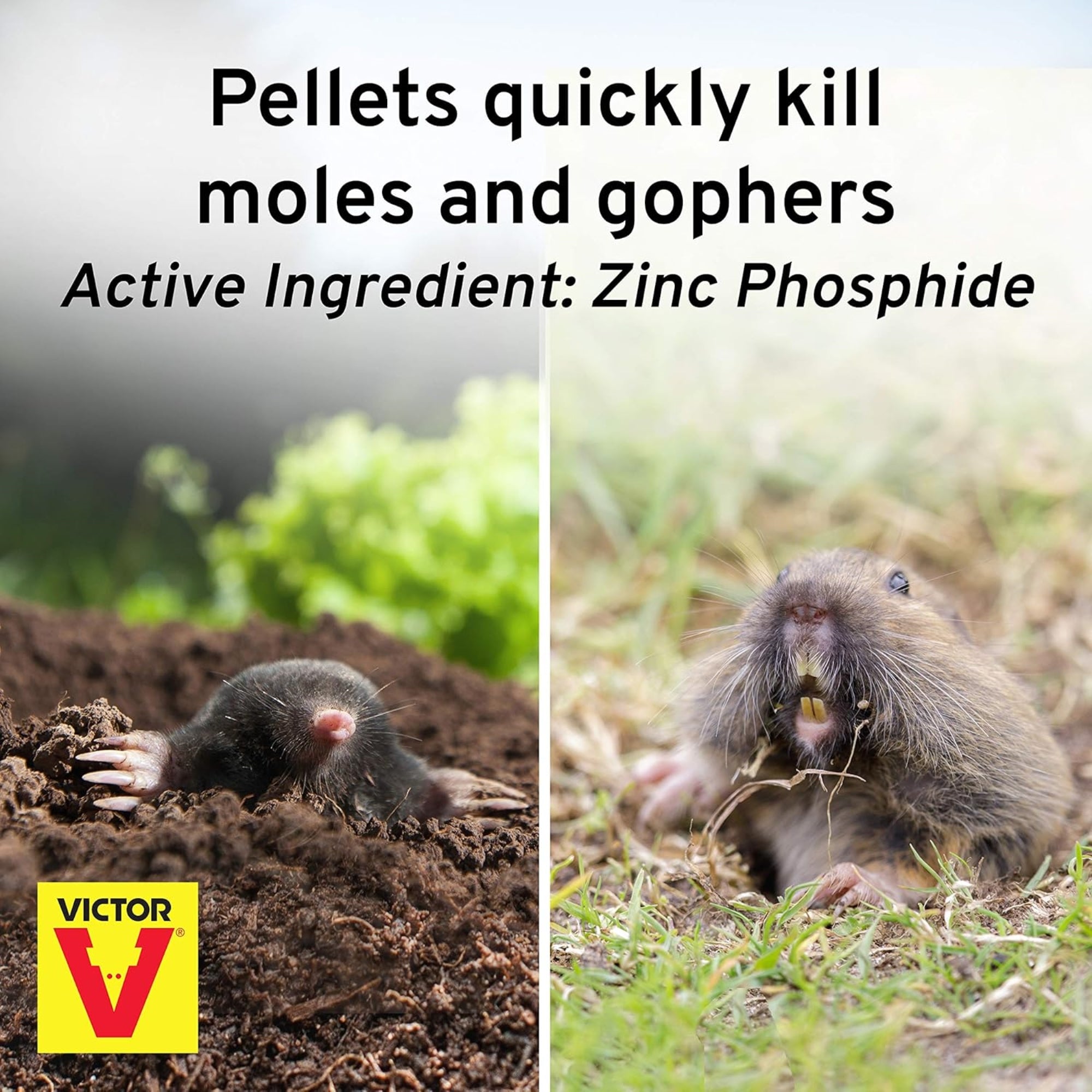 Victor Mole & Gopher Poison Peanuts, 6oz