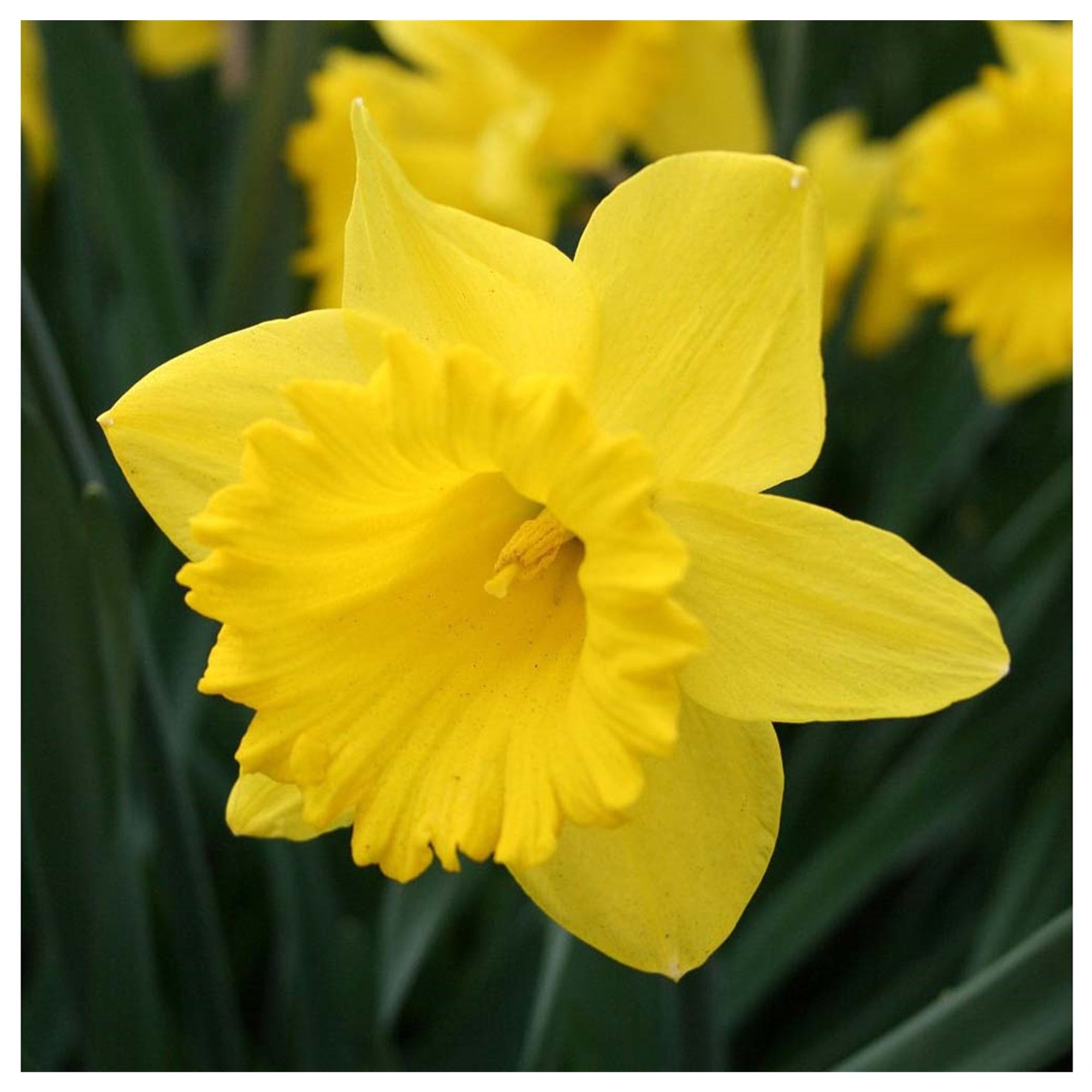 Garden Elements Live Flower Bulbs, Dutch Master Narcissus Daffodil, Yellow (50 Pack)