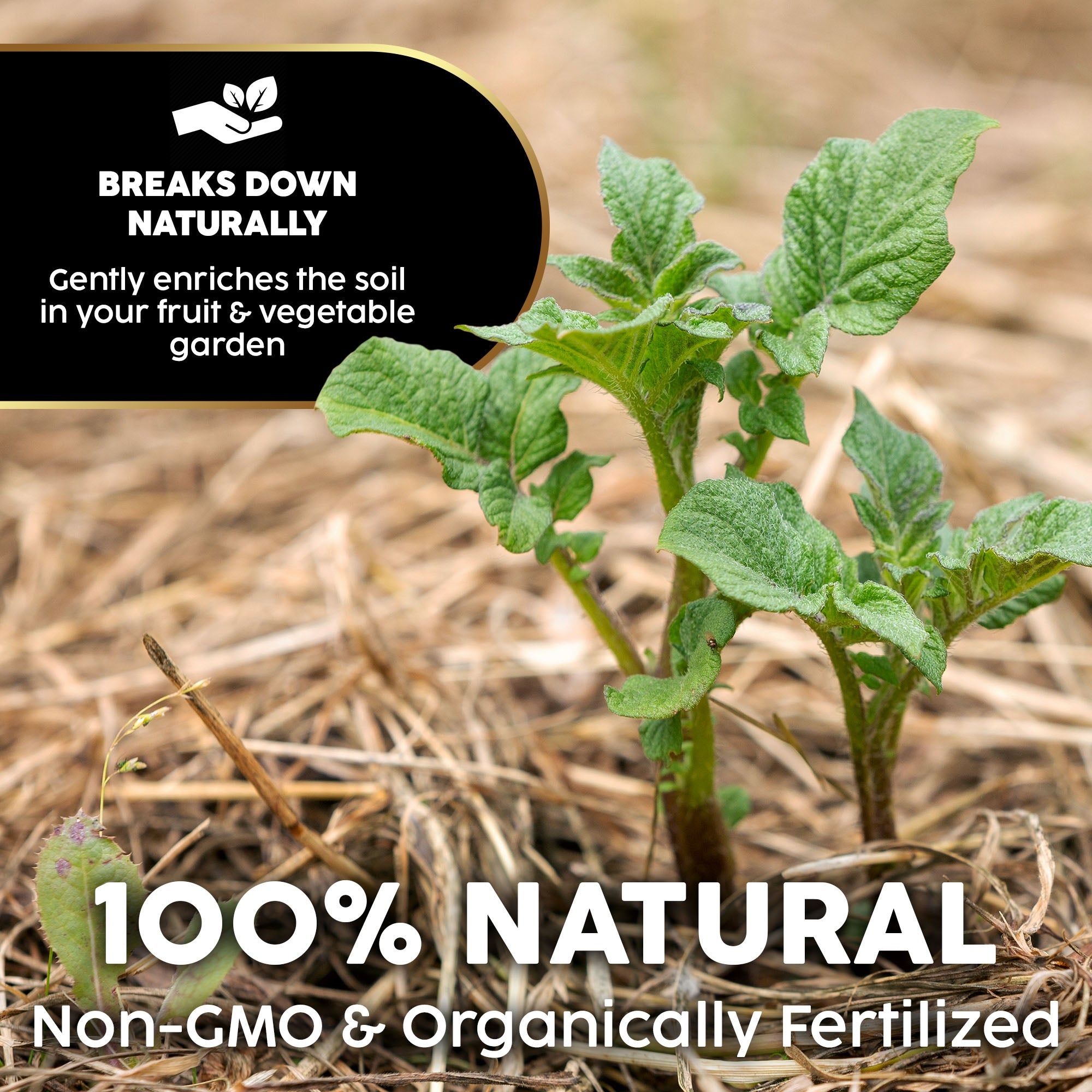 Firewood Central Mini Straw Bale by Morning View Acres – 100% Natural Wheat Straw for Gardening, Pet Bedding, Grass Seeding & Rustic Decor (12” x 4.5” x 6.5”) 2lb