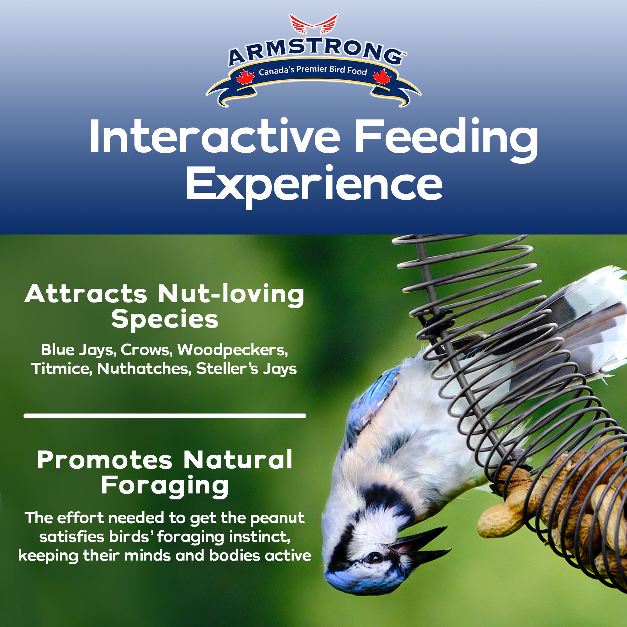 Armstrong Wild Bird Food Peanut Coil Feeder