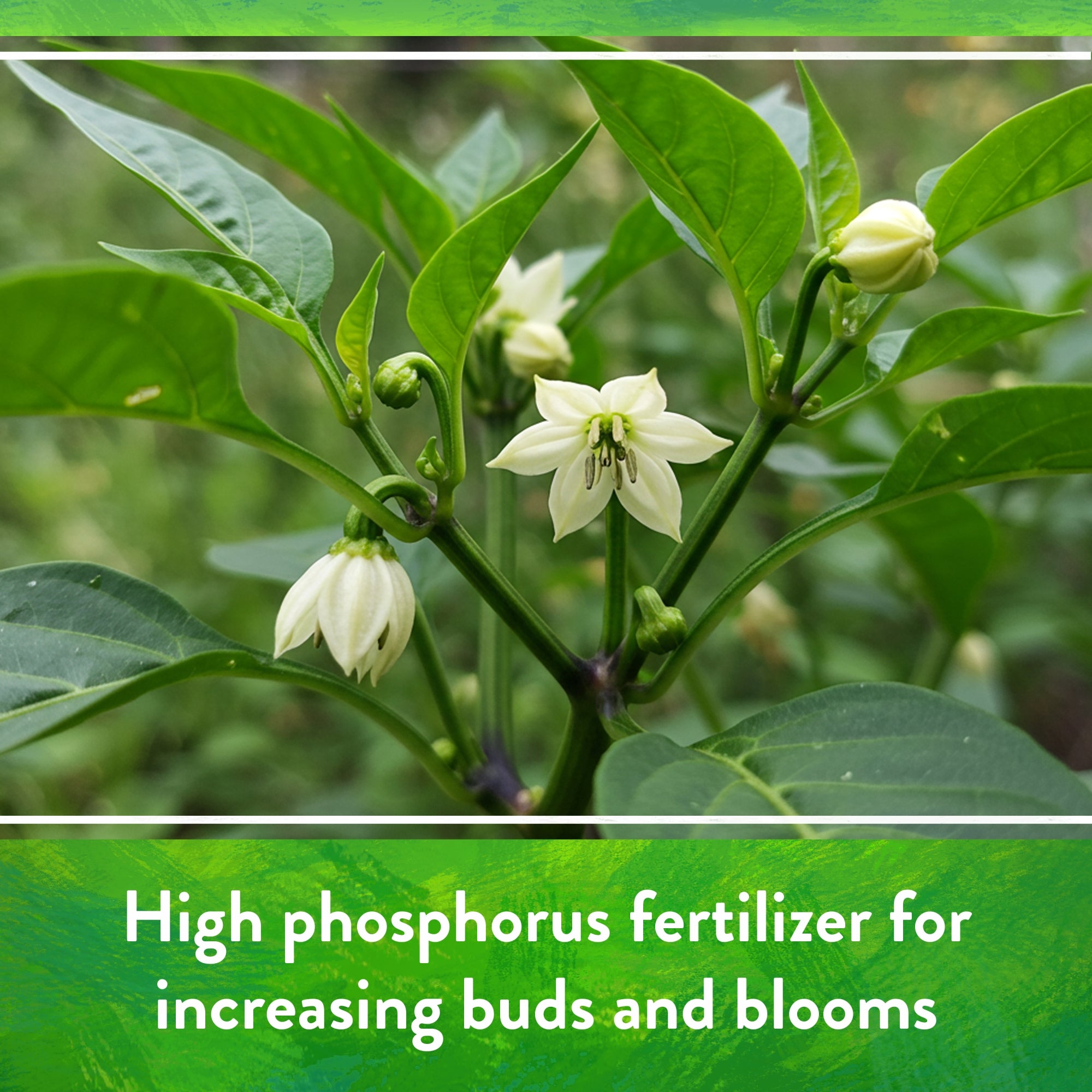 Down to Earth Island Phosphate 0-11-0 All Natural Fertilizer, 5lbs