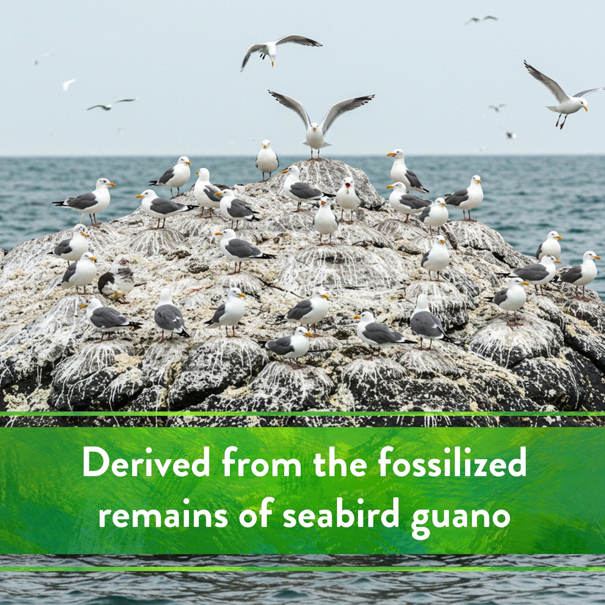 Down to Earth Island Phosphate 0-11-0 All Natural Fertilizer, 5lbs