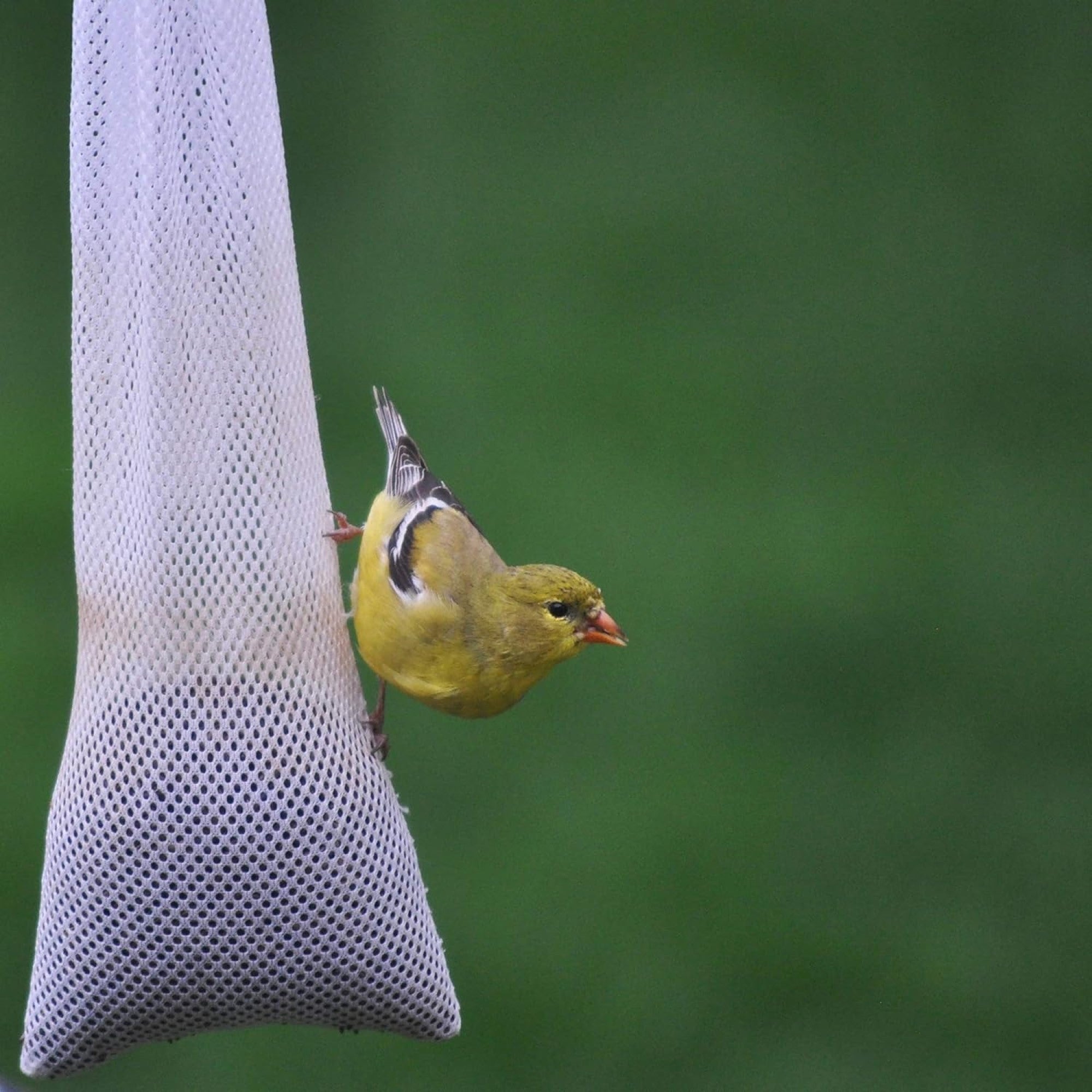 C&S Nyjer Sack Wild Bird Feeder — Thistle Seed Sack — Easy Fill & Hang — 8 oz