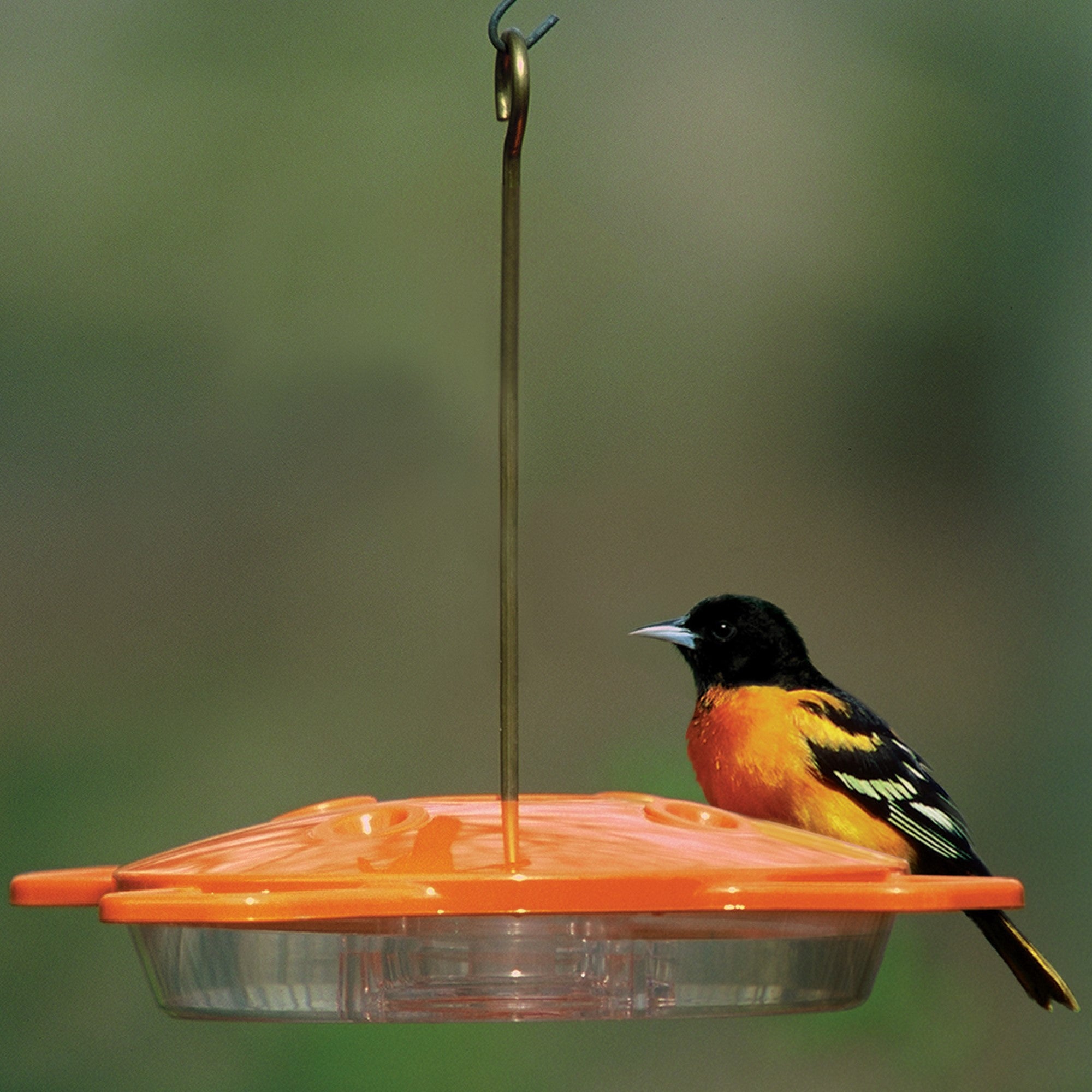 Aspects Hanging Oriole Bird Feeder with 4 Ports, 16oz Capacity
