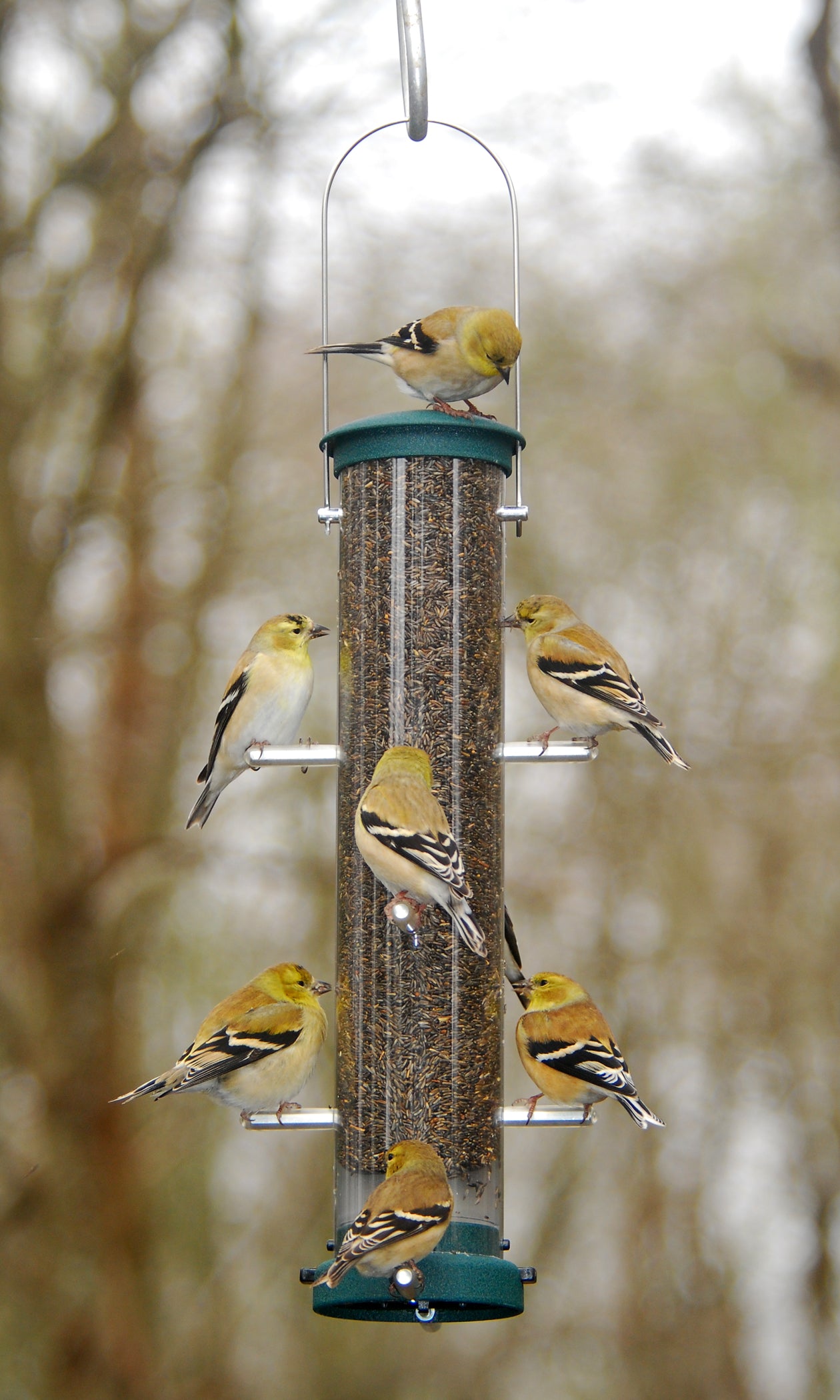 Aspects Quick-Clean Spruce Tube Wild Bird Feeder with 8 Feeding Ports, 1.25qt Seed Capacity