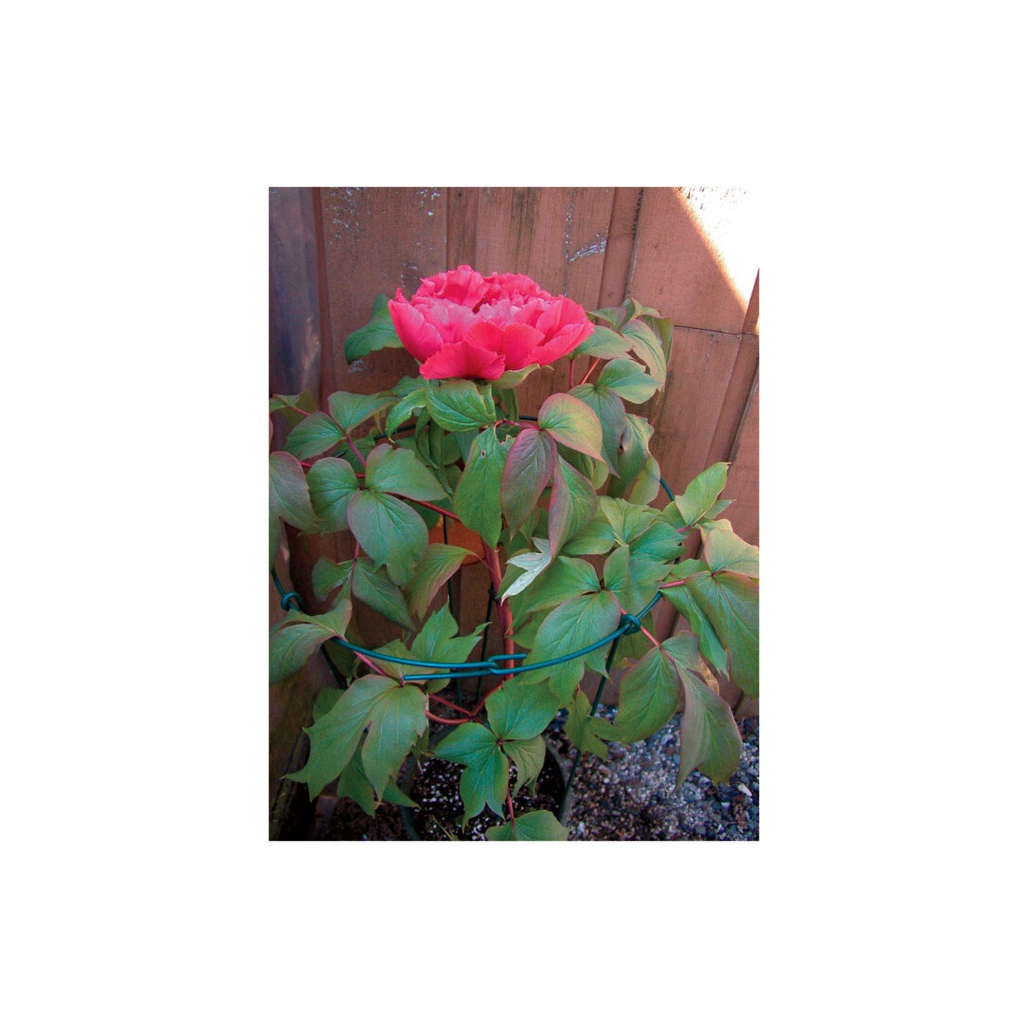 Luster Leaf Link-Ups Round Metal Flower Support, Single 14" Ring x 24" Leg, Green