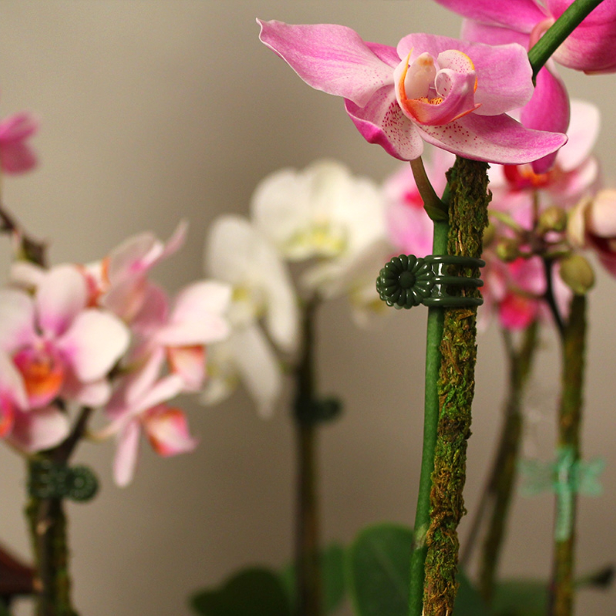 SuperMoss Daisy Orchid Clips, Green, Medium Size (24 pieces)