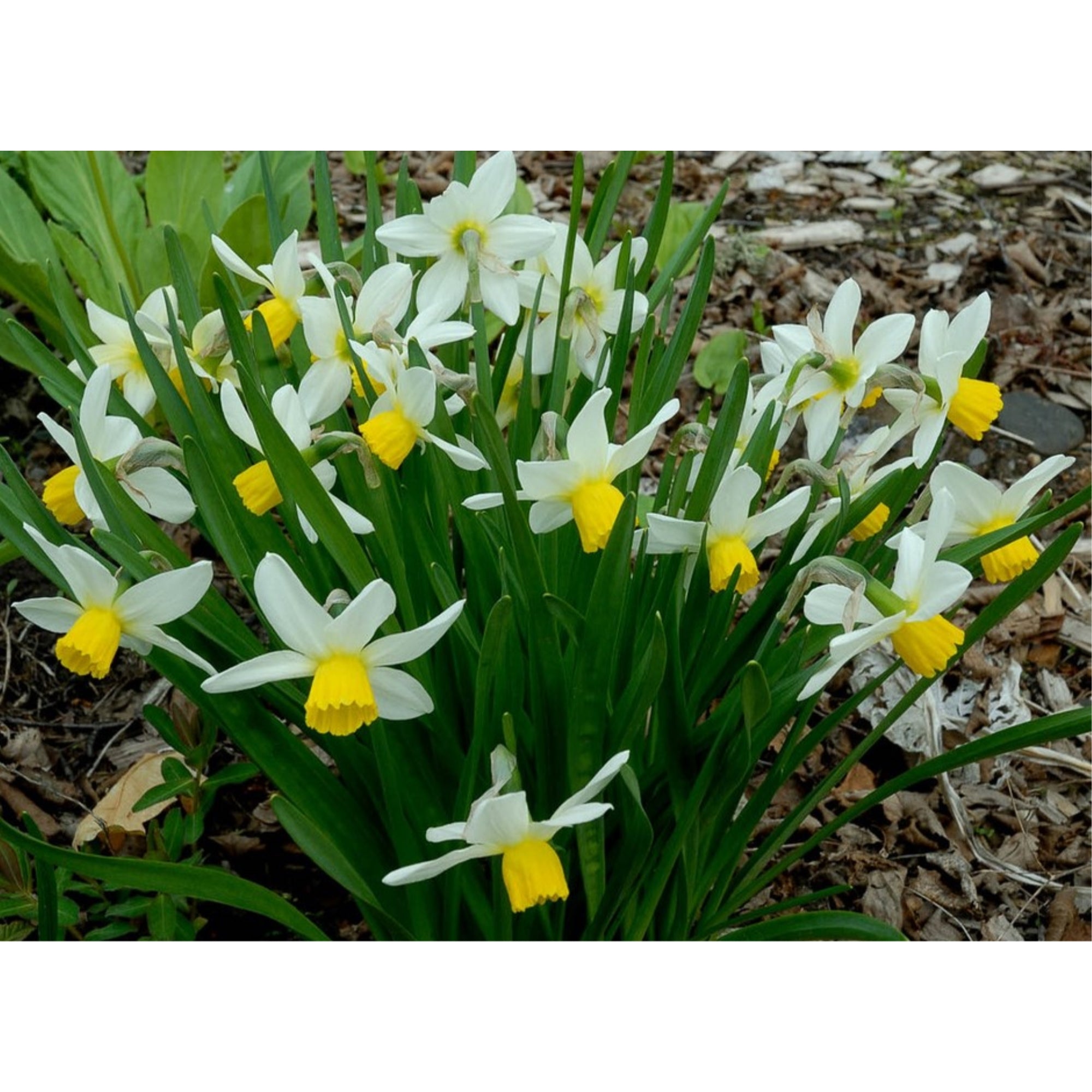 Garden Elements Spring Blooming Bulbs – Daffodil Rock Jack Snipe – 10 Pack