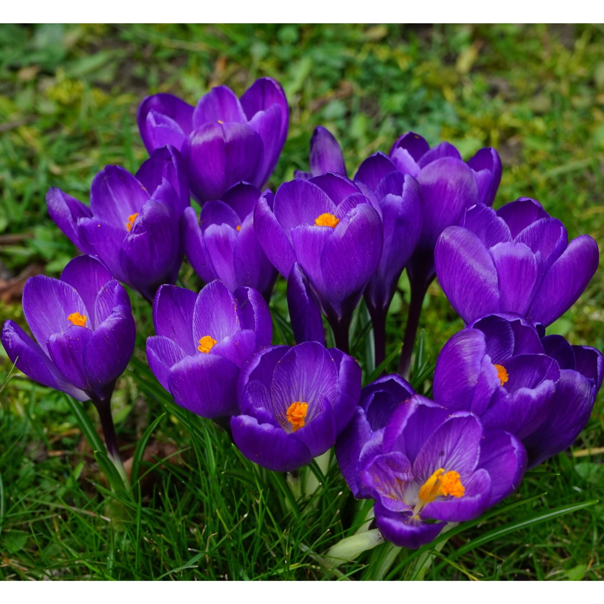 Garden Elements Spring Blooming Bulbs – Crocus, Early Dark Blue Crocus – 10 Pack
