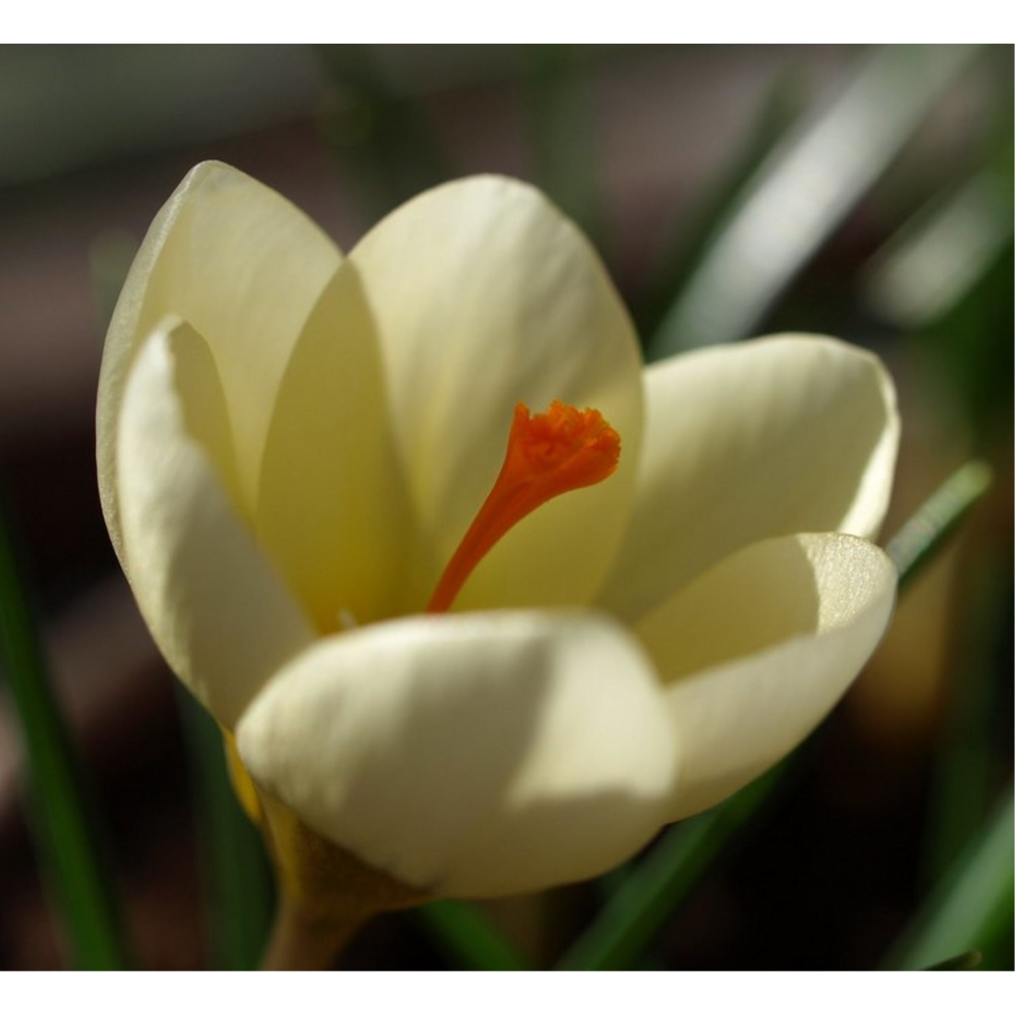 Garden Elements Spring Blooming Bulbs – Crocus Cream Beauty, Yellow – 10 Pack