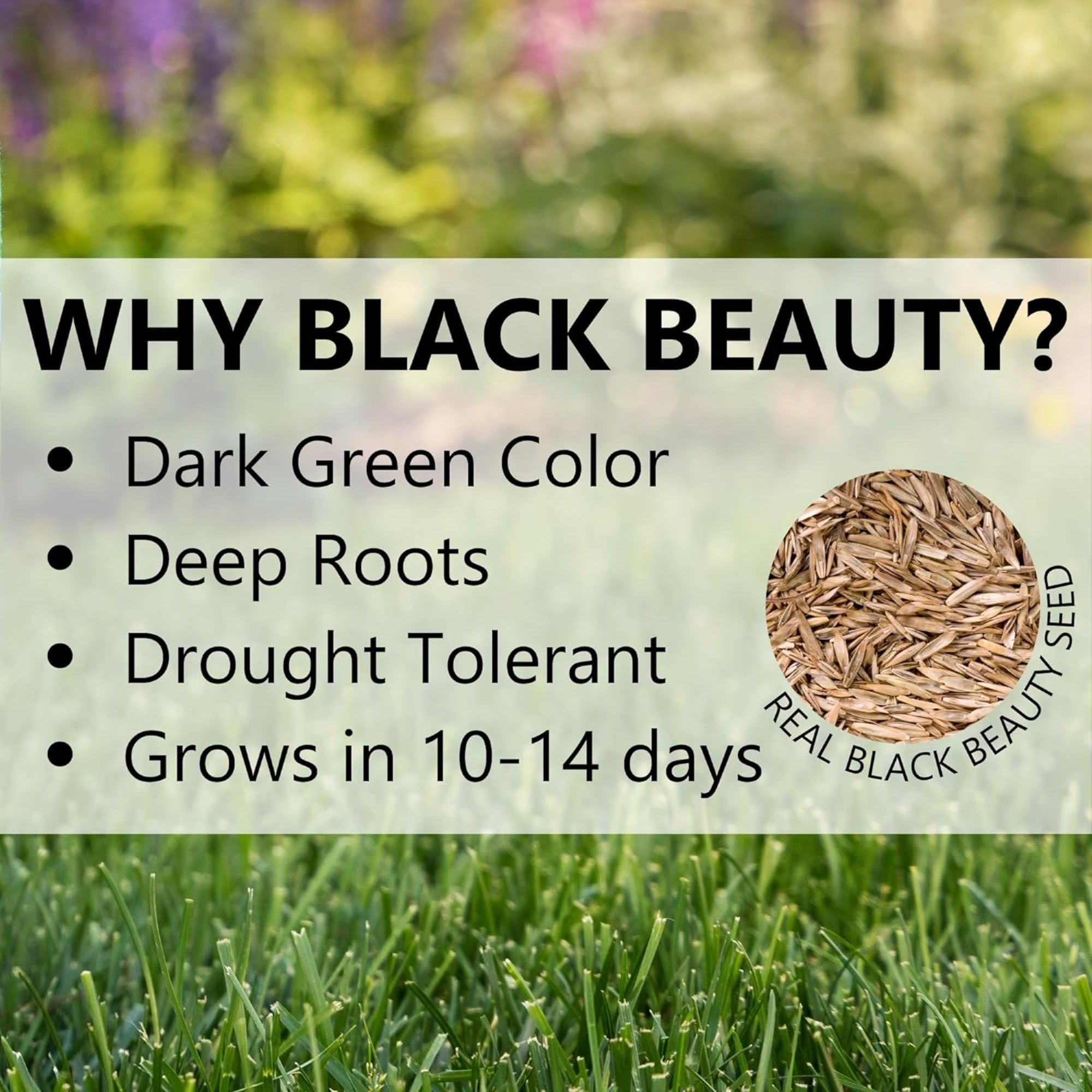 Jonathan Green Black Beauty Tall Fescue Grass Seed Blend