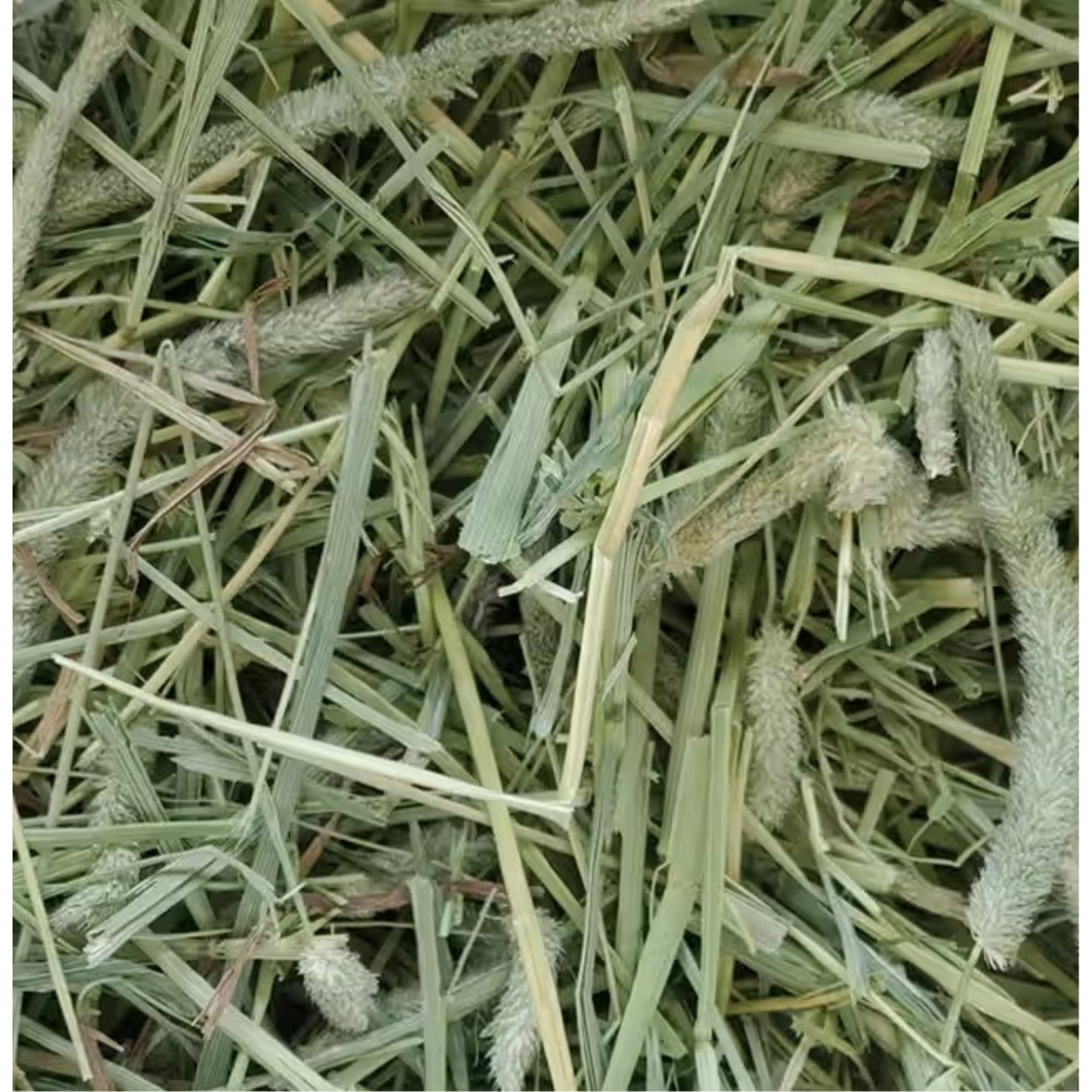Standlee Premium Western Forage, Hand-Selected Timothy Grass for Small Animals, 25lb Box
