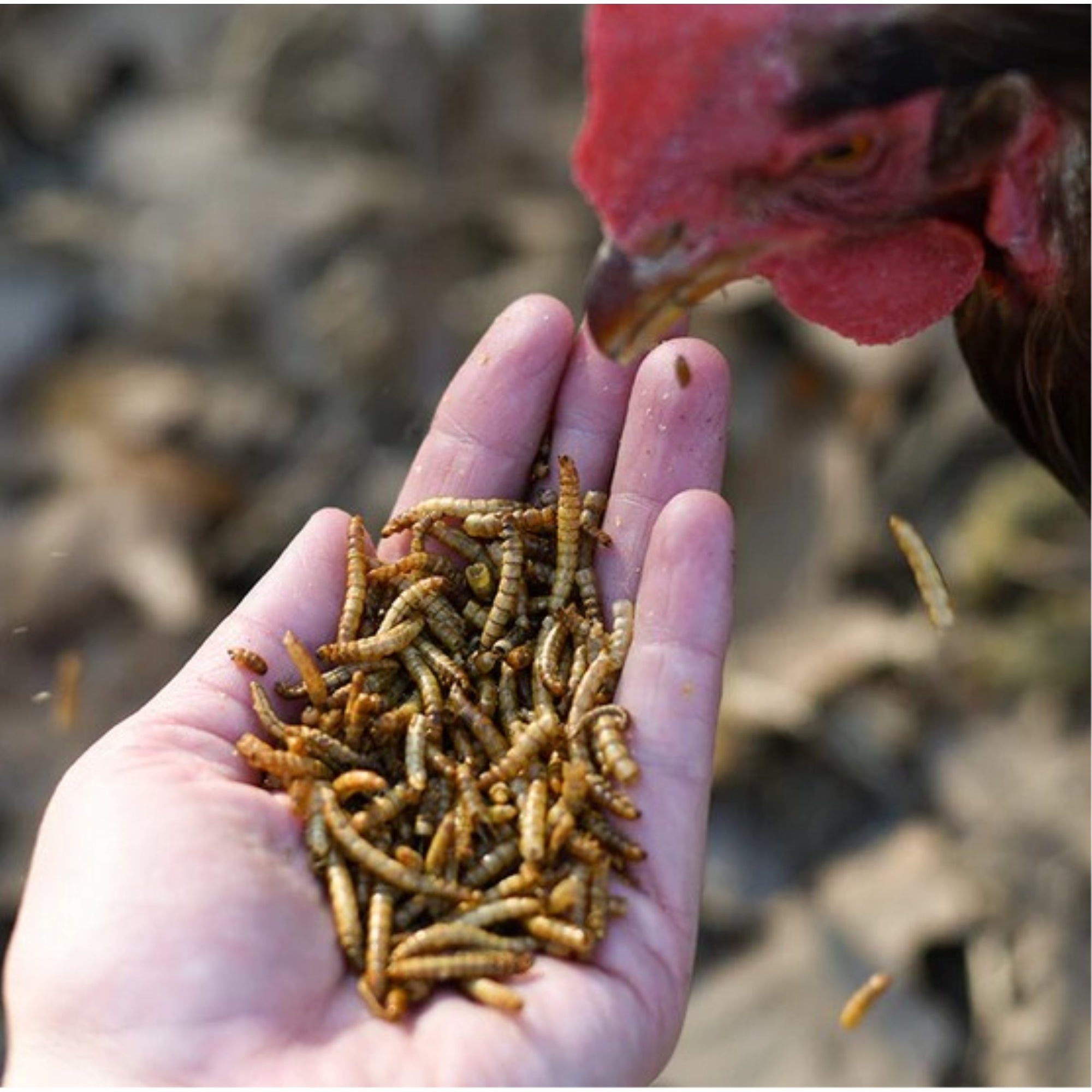 Happy Hen Treats Mealworm Frenzy – 100% Natural Dried Mealworms – High-Protein Poultry Snack, 30oz