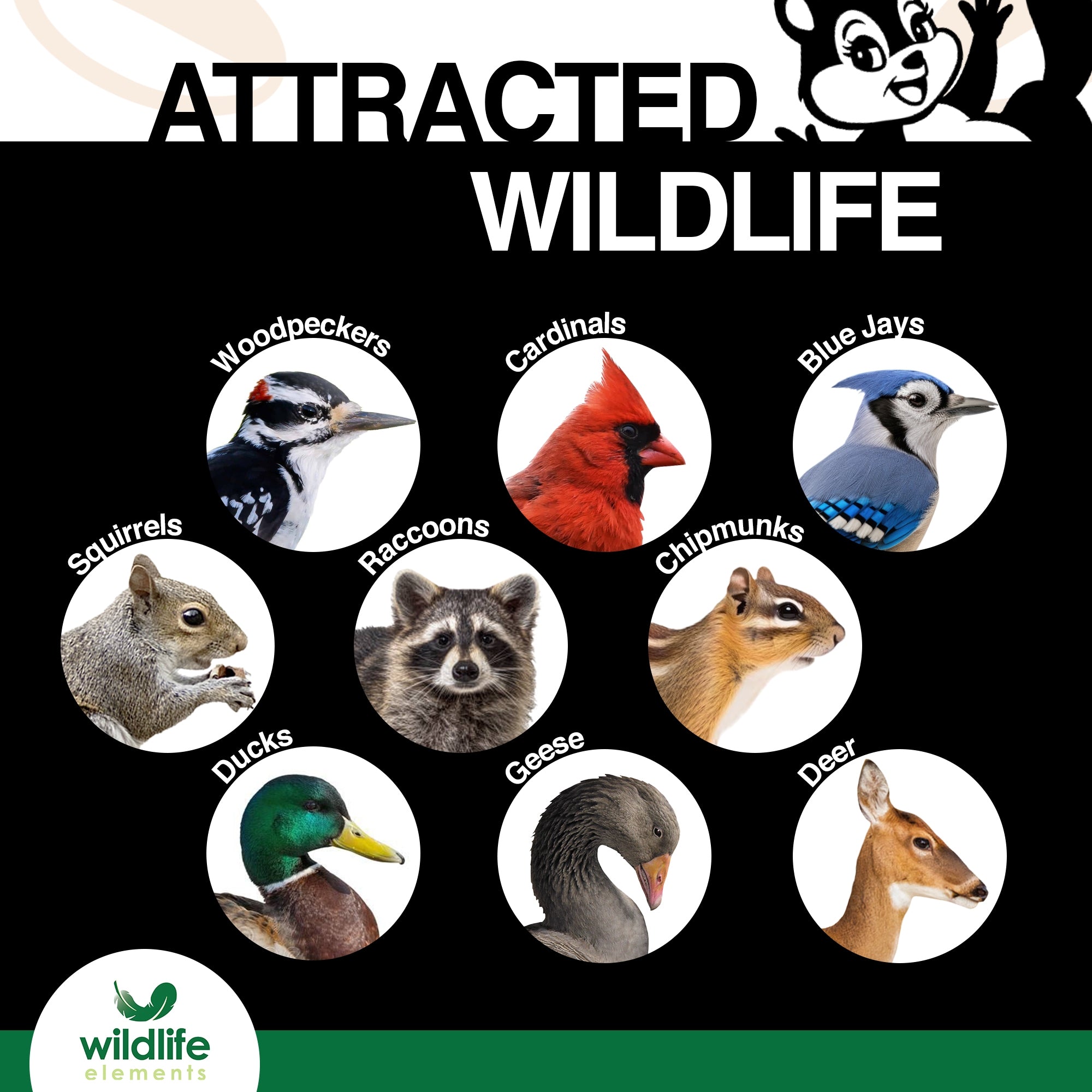 Wildlife Elements Peanut Party Raw Shelled Peanuts – Natural, Nutrient-Rich Wildlife Food for Birds, Squirrels & Waterfowl, 25lb