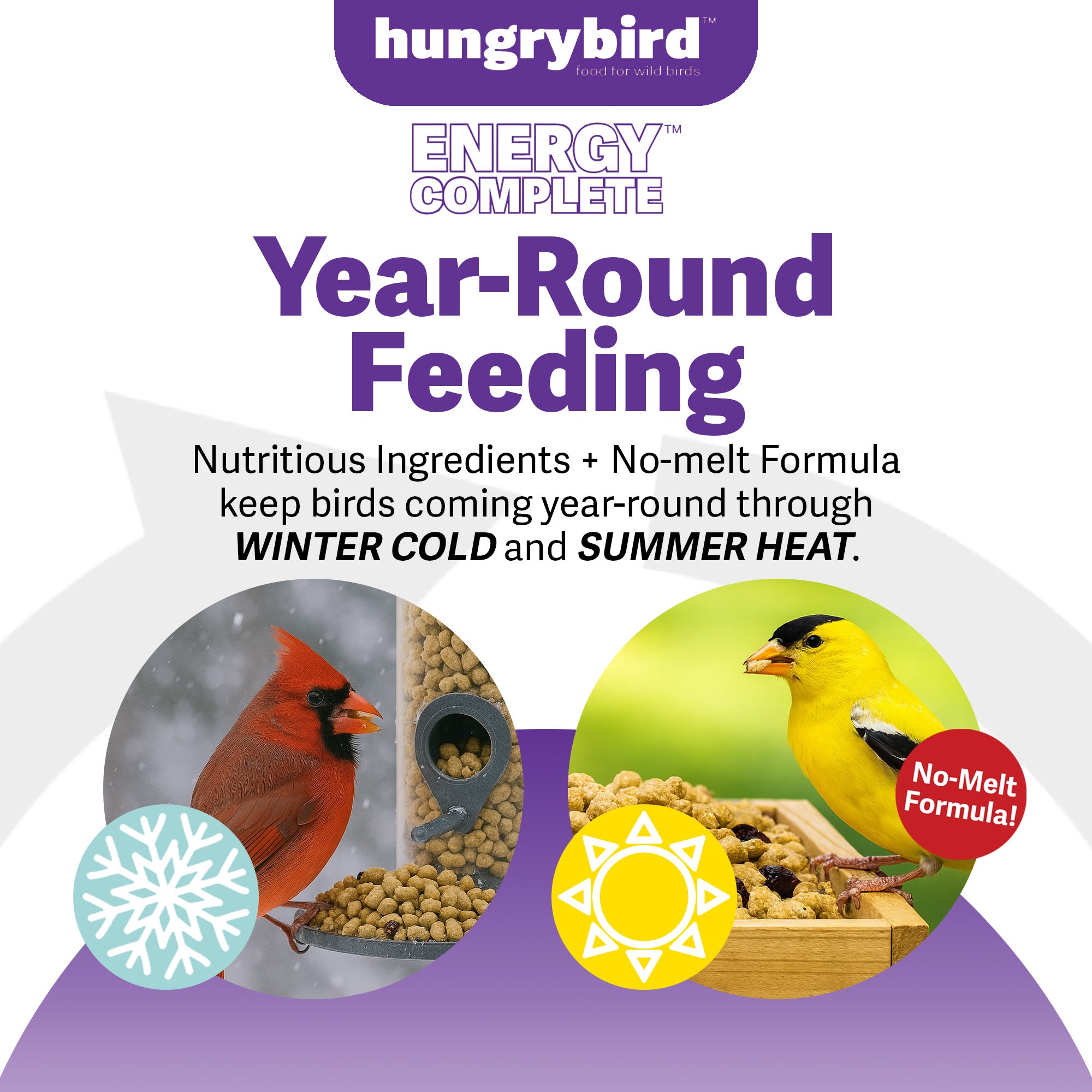 Hungrybird Energy Complete, 3lb - High-Protein Blended Berry Suet Bites