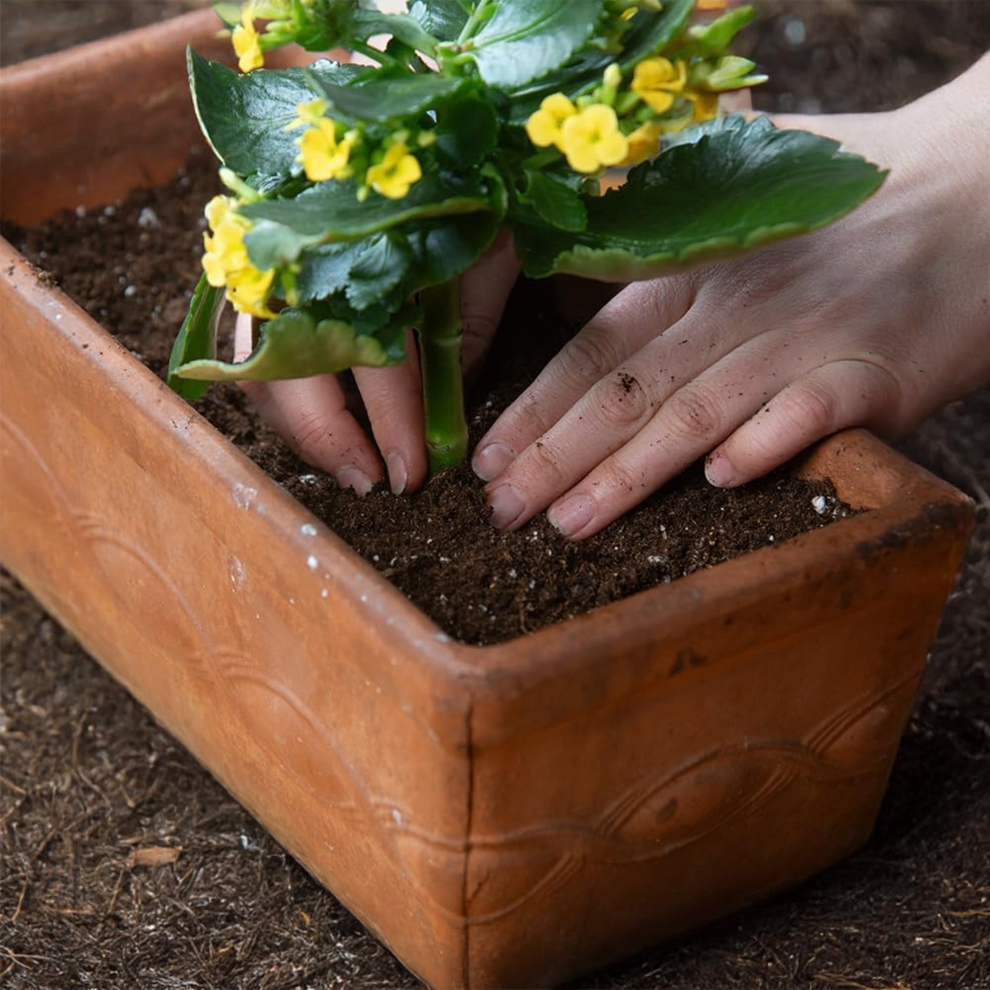 Black Gold All Purpose Potting Soil Mix with RESiLIENCE Fertilizer