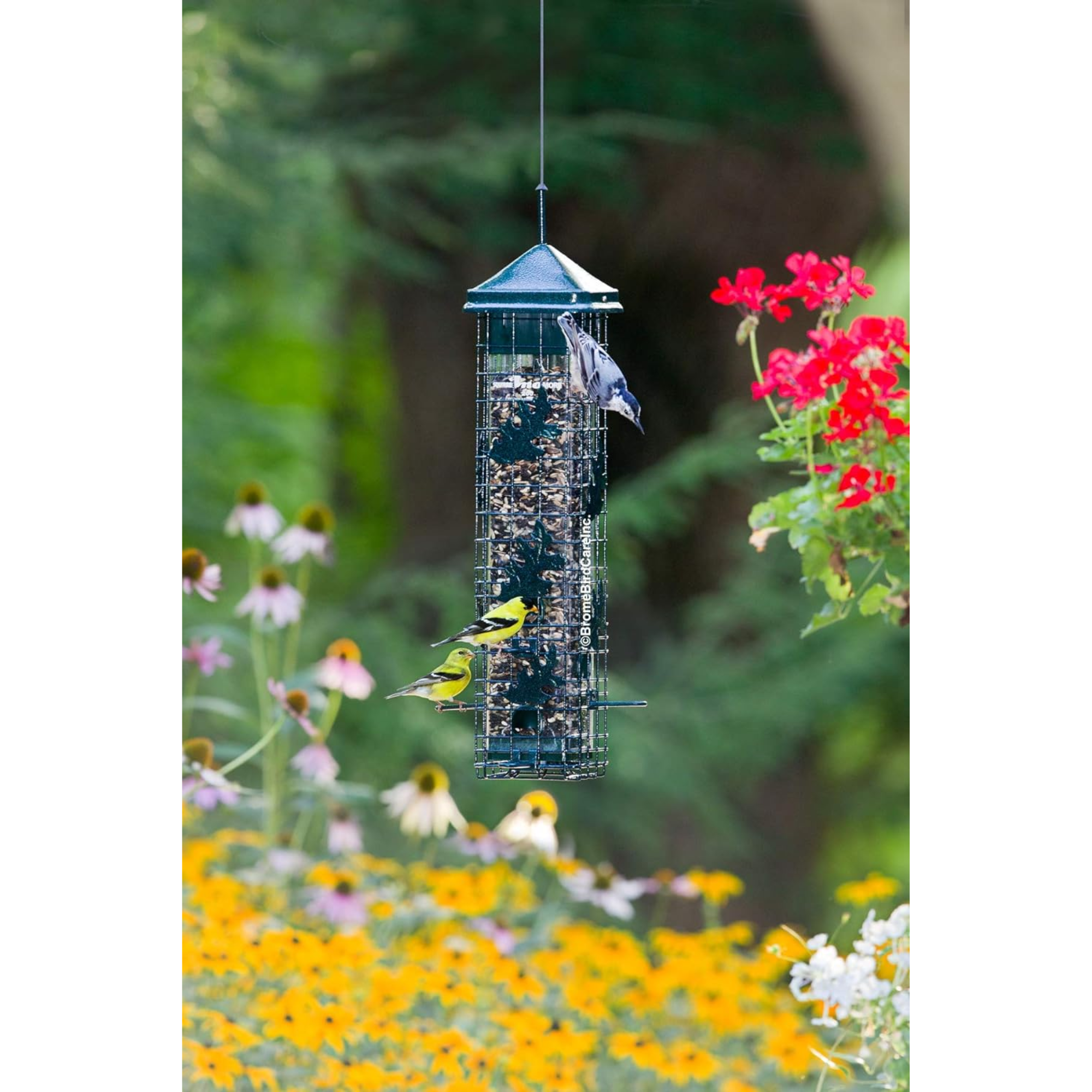 Brome Squirrel Solution 200 Squirrel Proof Bird Feeder