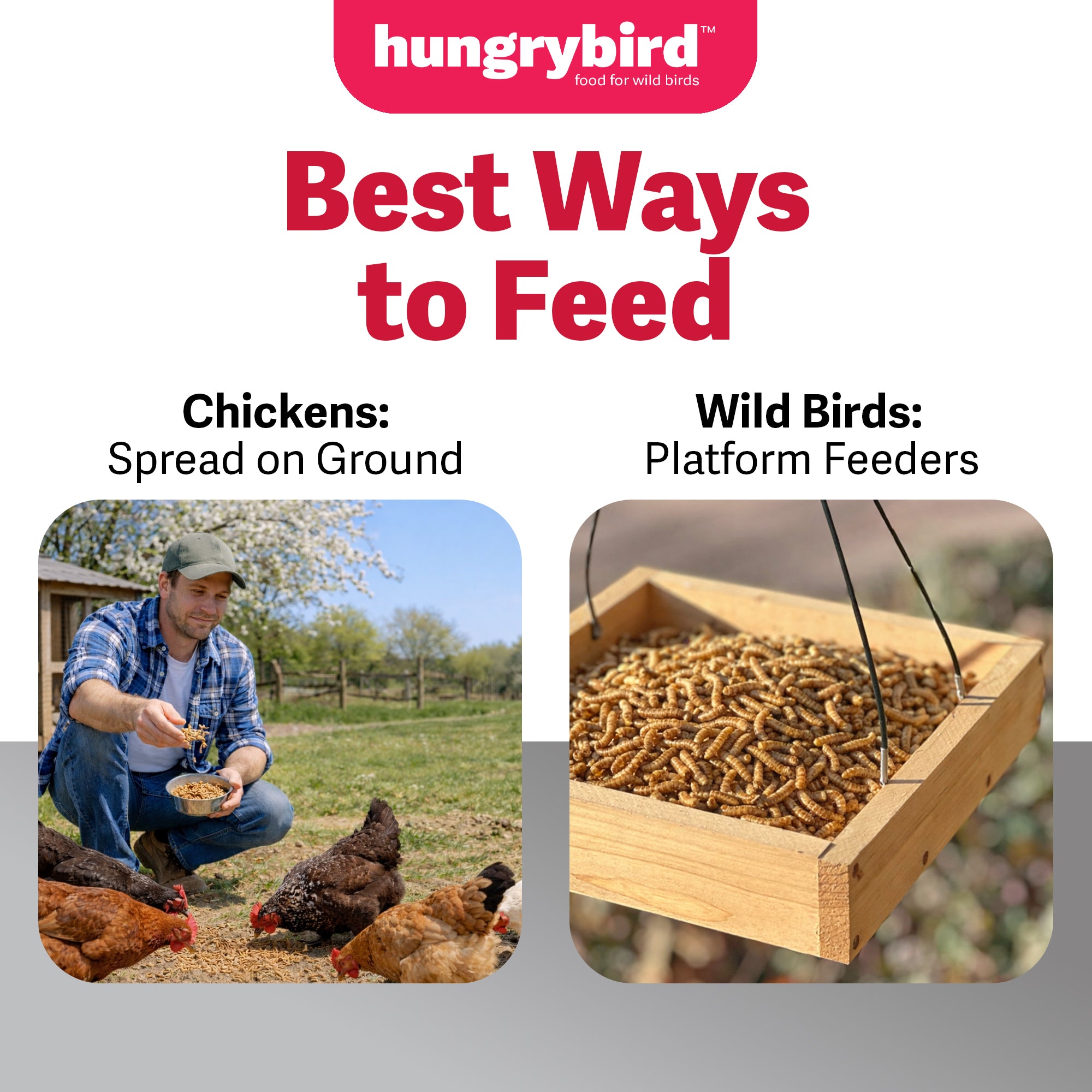 Hungrybird Dried Mealworms - High Protein Poultry Treats for Backyard Chickens