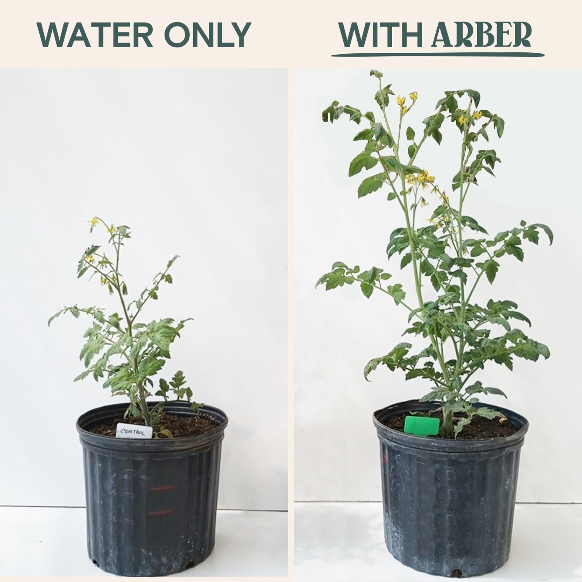 Arber Organic Plant Food 3-2-1 Indoor/Outdoor Fertilizer Concentrate, 1 Pint