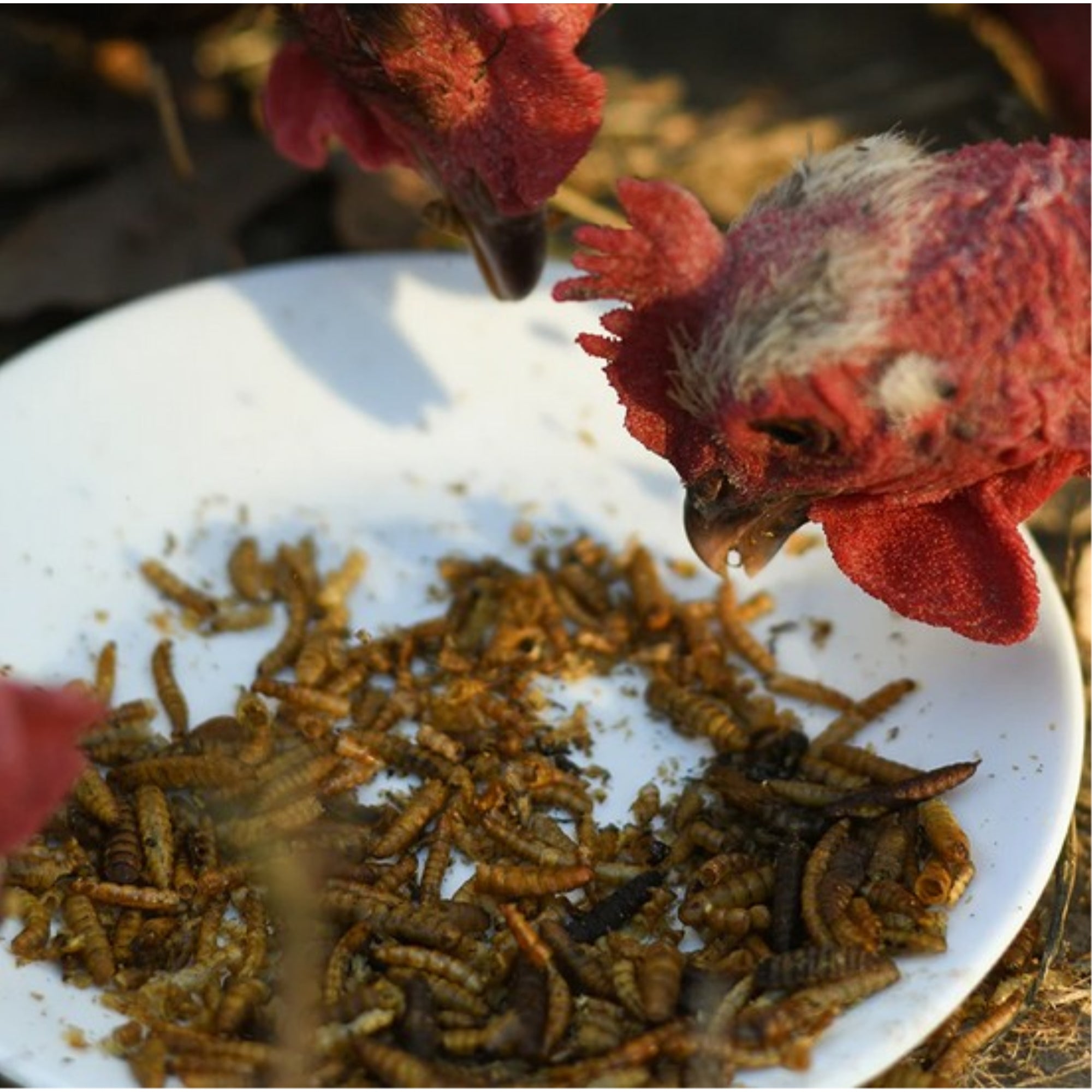 Happy Hen Treats Mealworm Frenzy - 100% Natural Dried Mealworms - High-Protein Poultry Snack