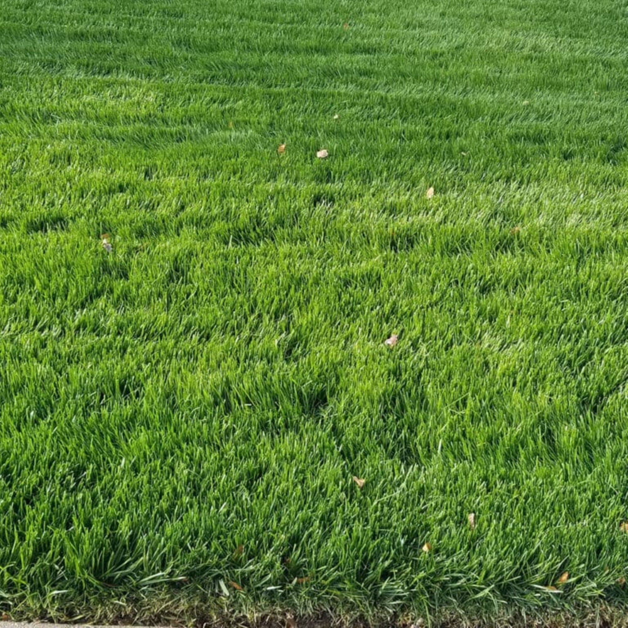Jonathan Green Top Dress Seedling Cover and Germination Enhancer, 40lb