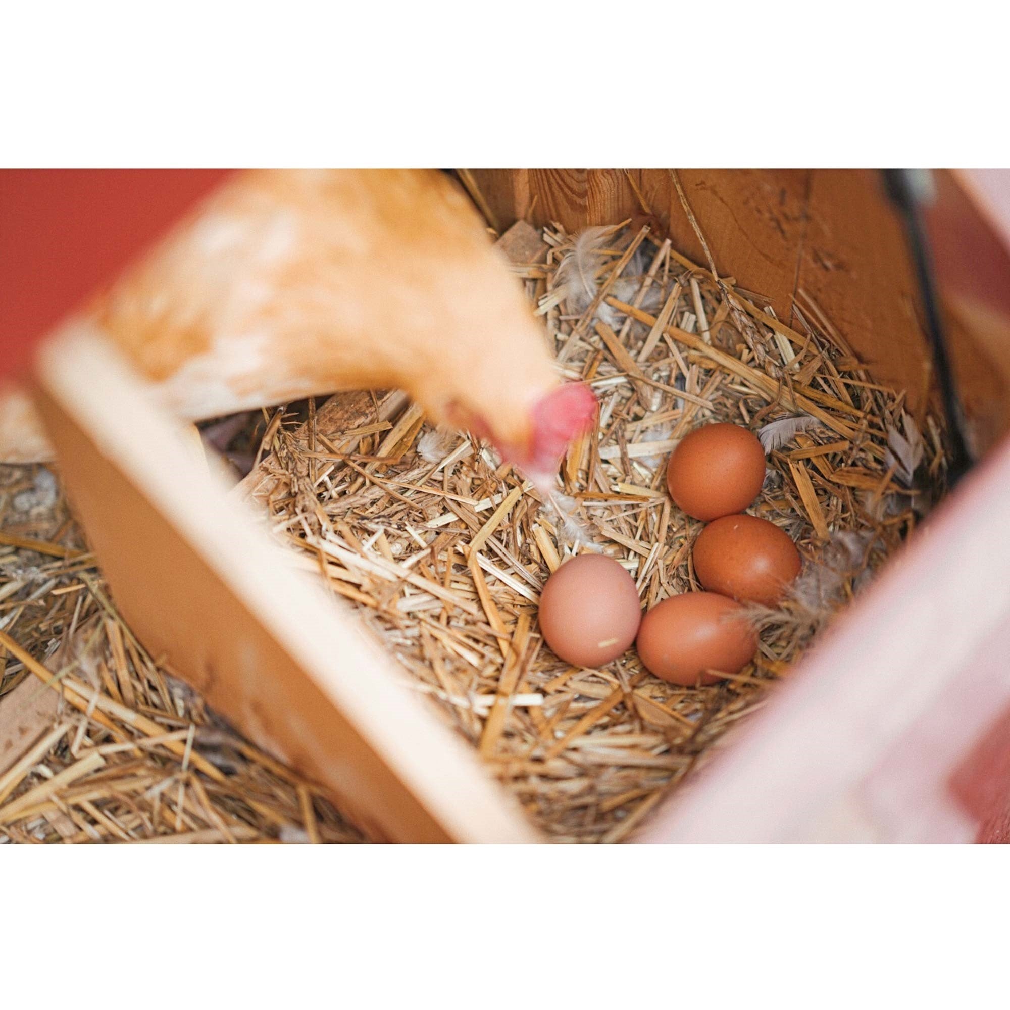 Garden Elements Straw Bale by Shady Creek Farm, Multi-Use for Farm & Home