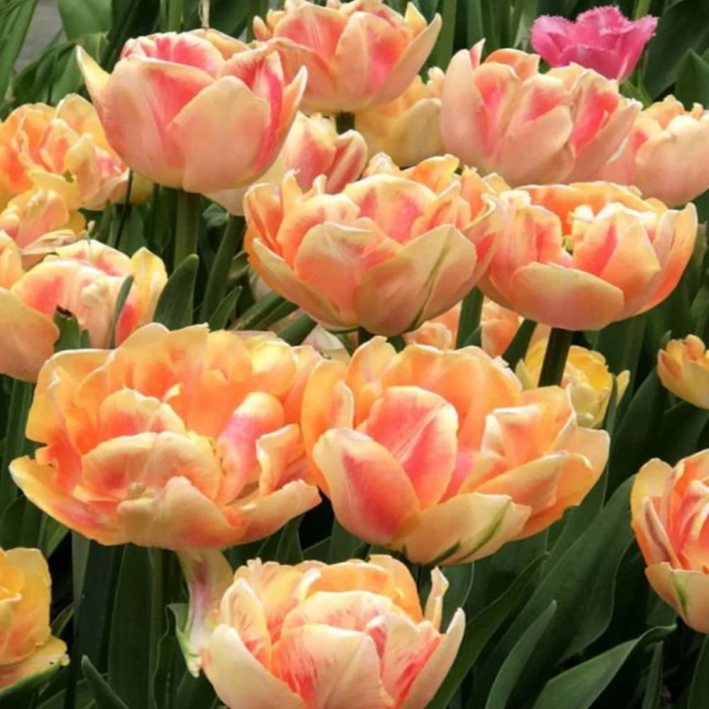 Garden Elements Foxy Foxtrot Tulip Live Flower Bulb, 5 Pack