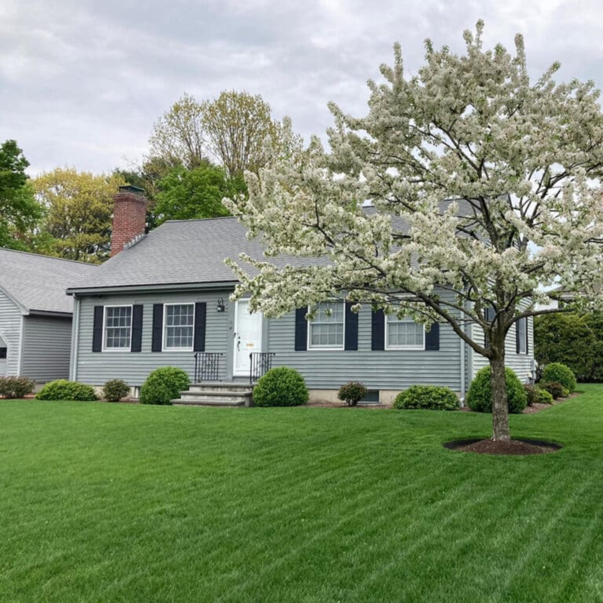 Jonathan Green Lawn Moss Control Herbicide, 20lb, Covers 5,000 sq ft